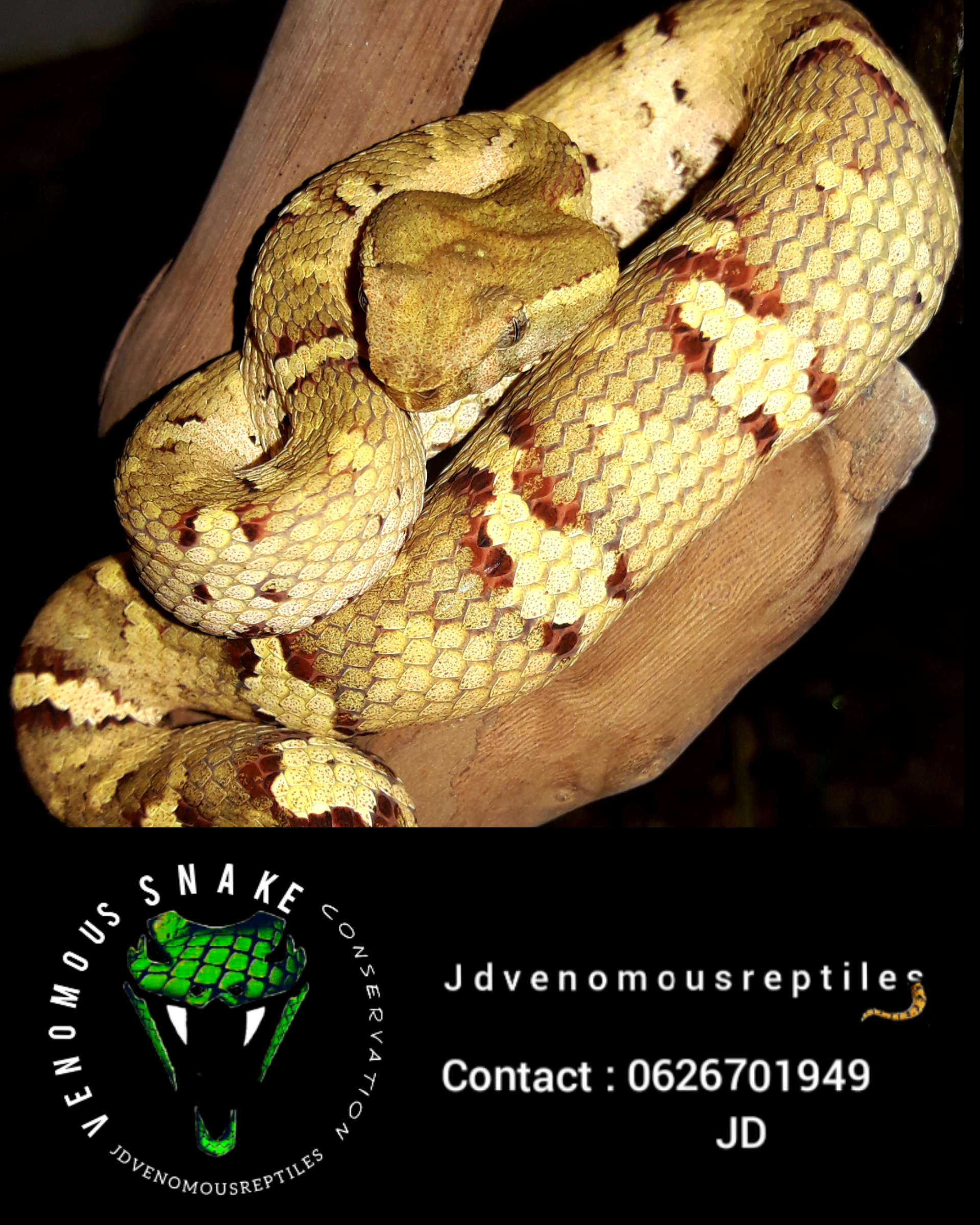 Image of Jdvenomousreptiles 1