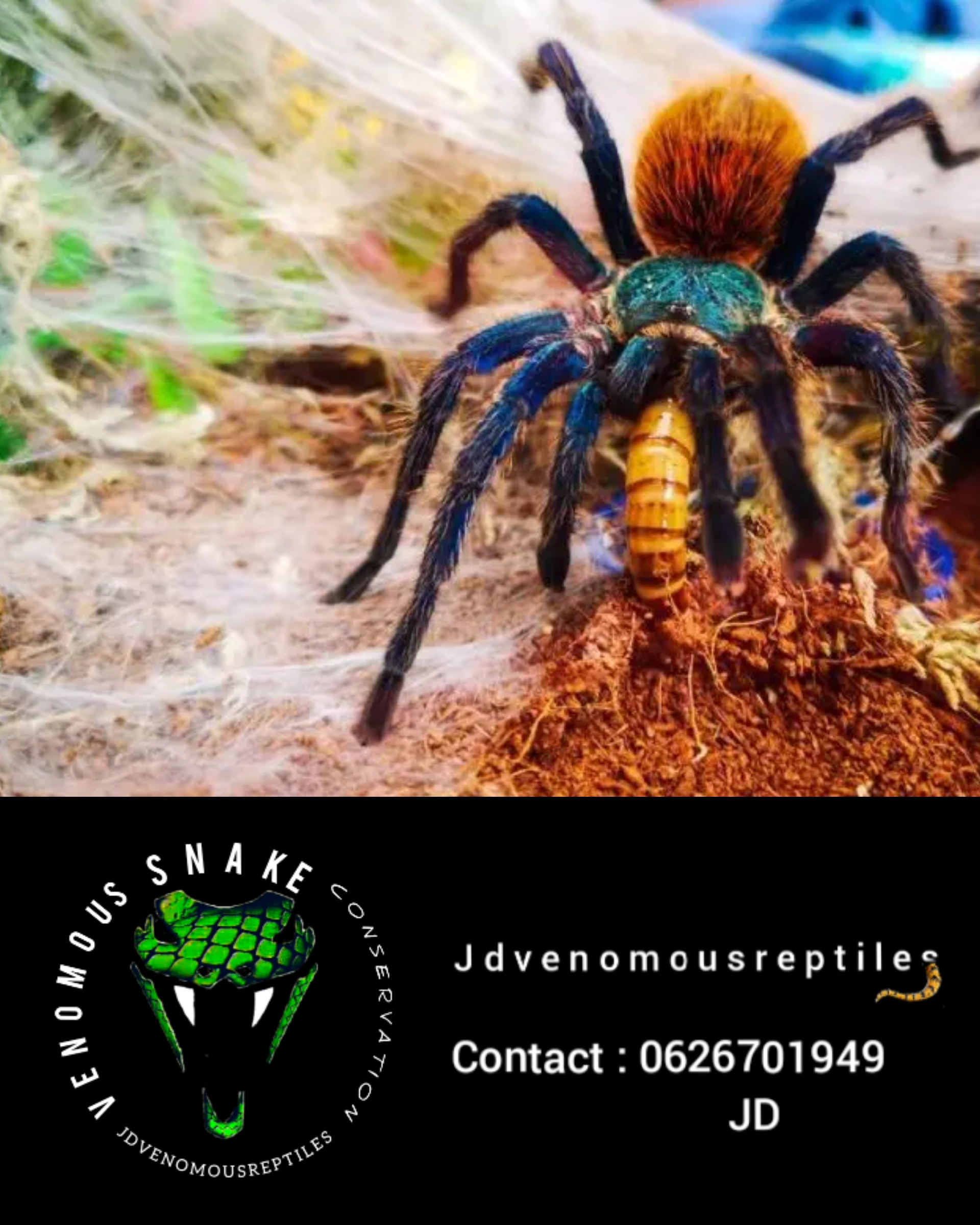Image of Jdvenomousreptiles 2