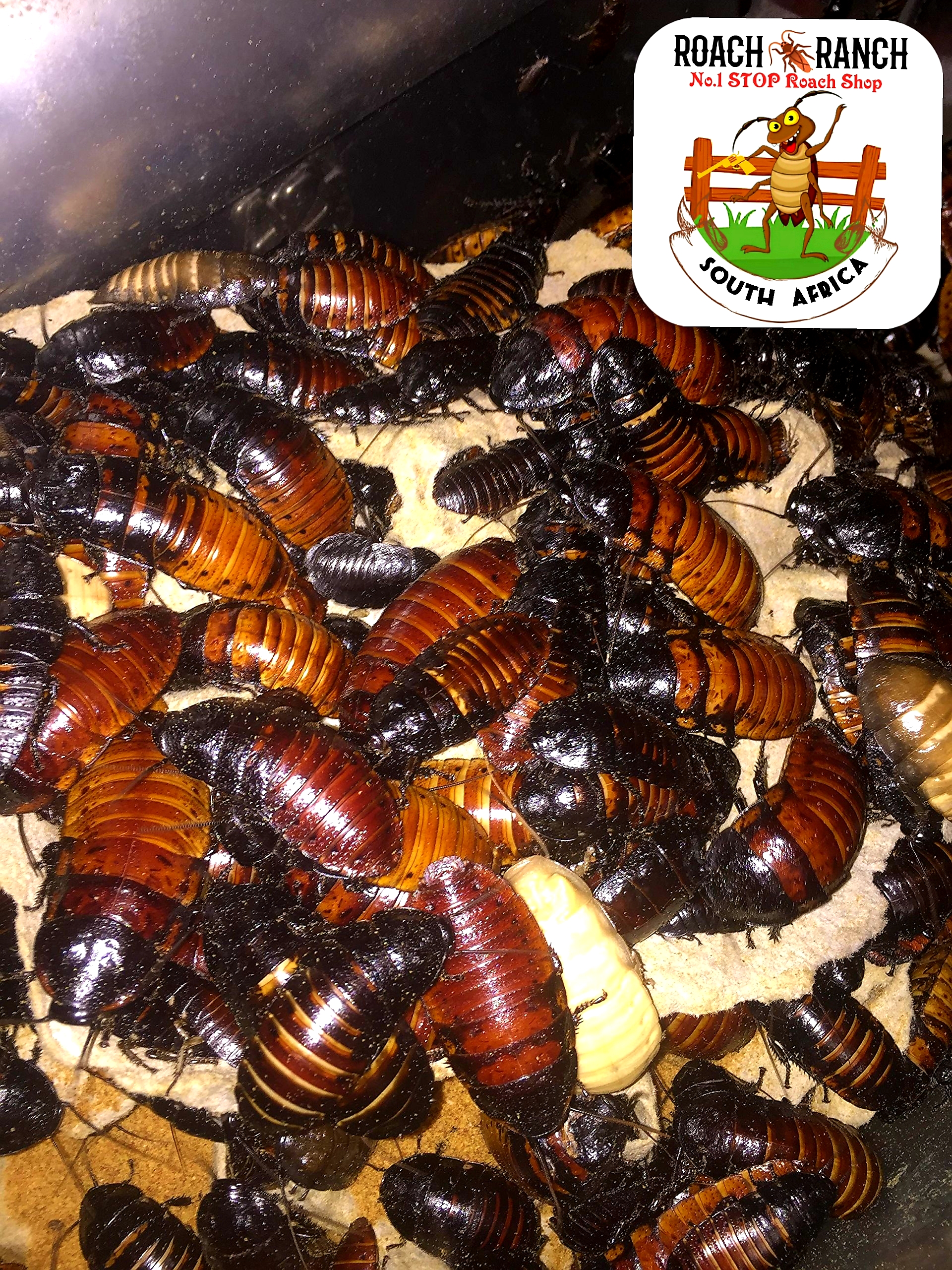 Image of Jdvenomousreptiles 3