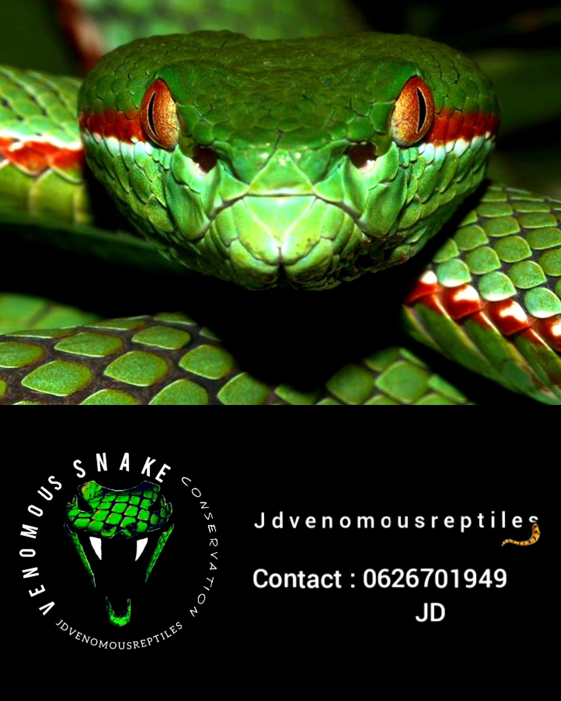 Image of Jdvenomousreptiles 4