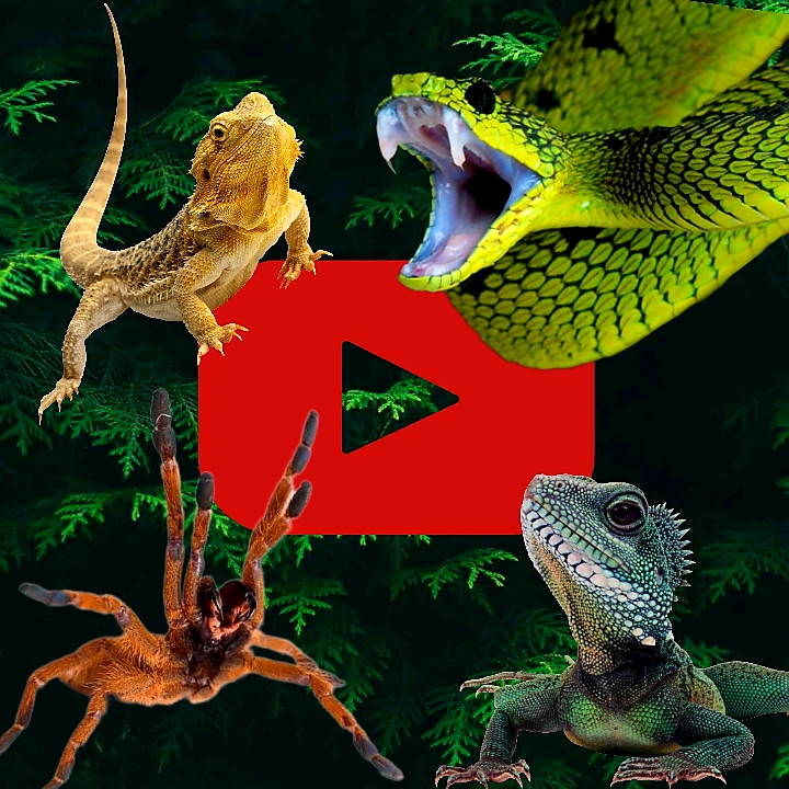 Image of Jdvenomousreptiles 5