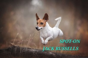 Spot-On Jack Russells