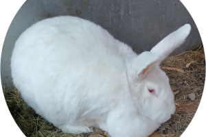Mary Hoppins Rabbitry