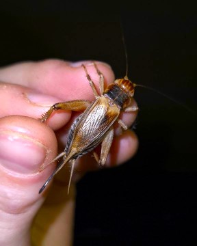 Image of Feeders For Africa 6