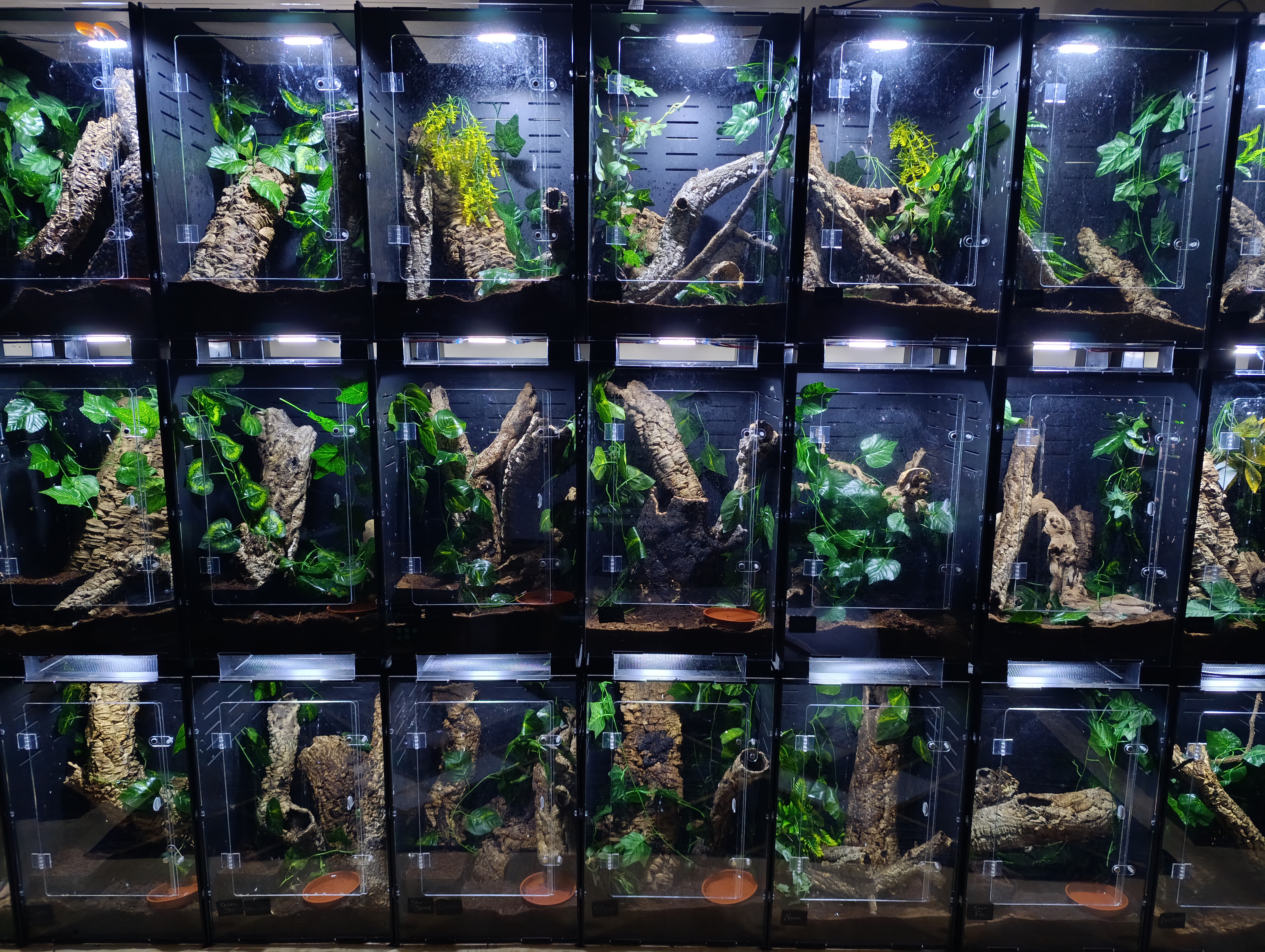 Image of Galaxy Geckos Za 1