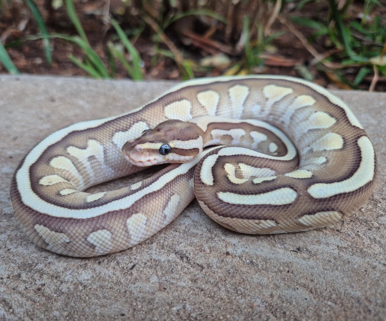 Image of Upscale Reptiles 5