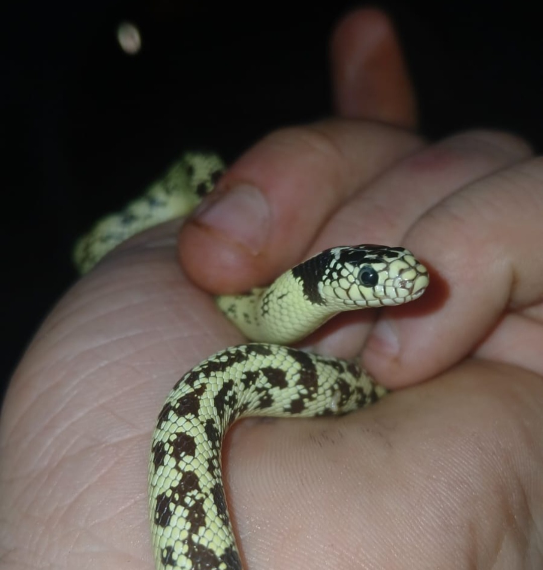 Image of Creed Venoms (Pty) Ltd 3