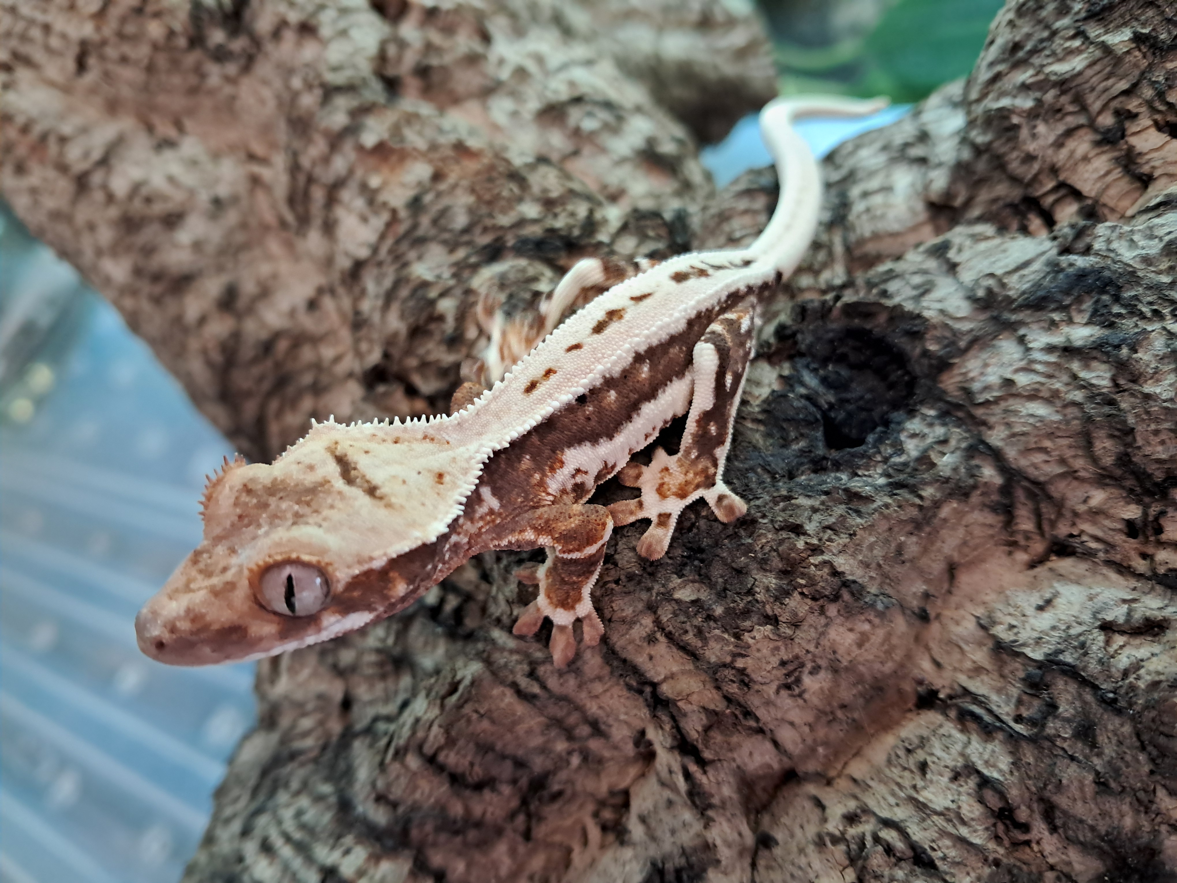 Image of Crested Gecko 1