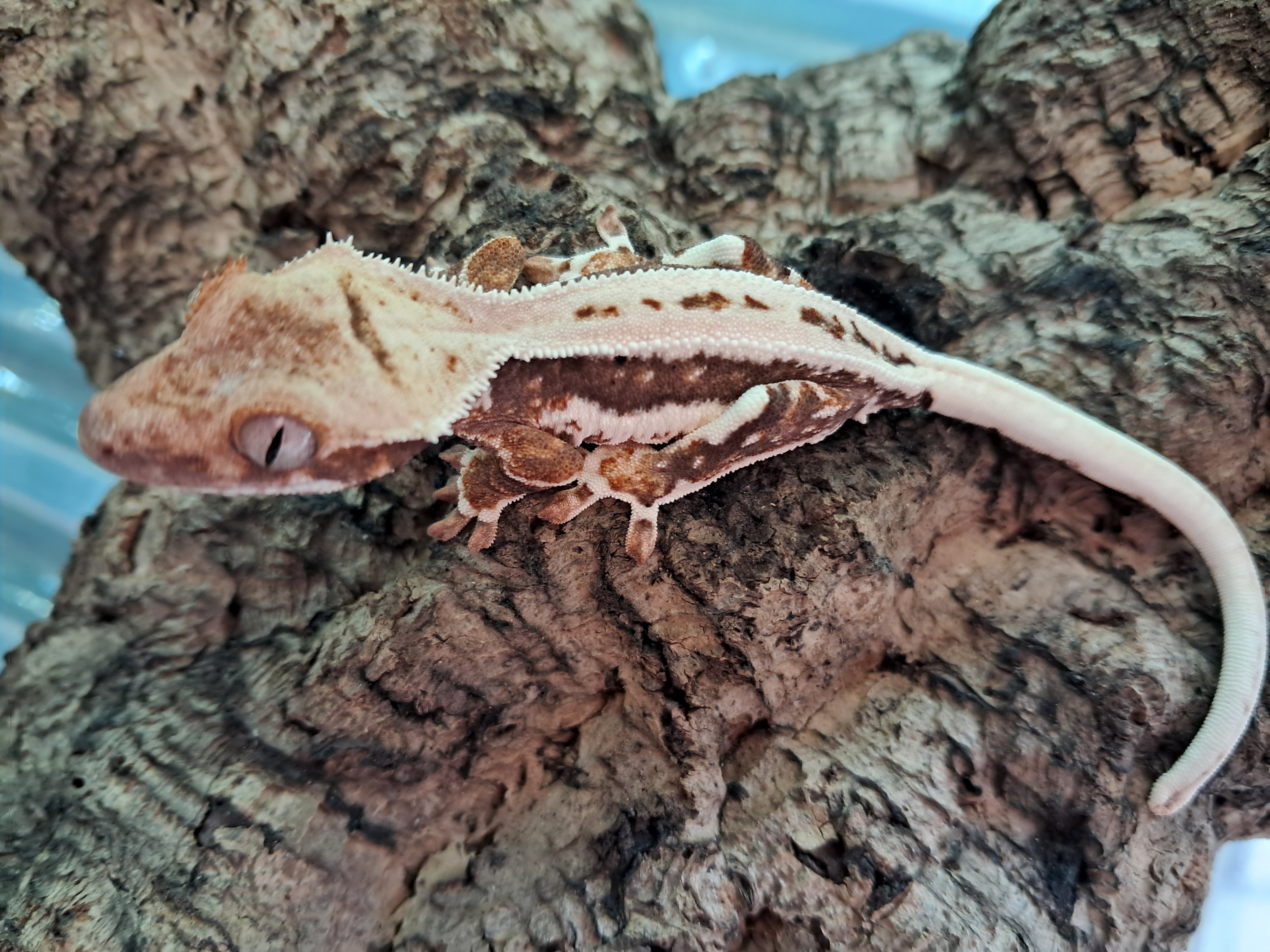 Image of Crested Gecko 2