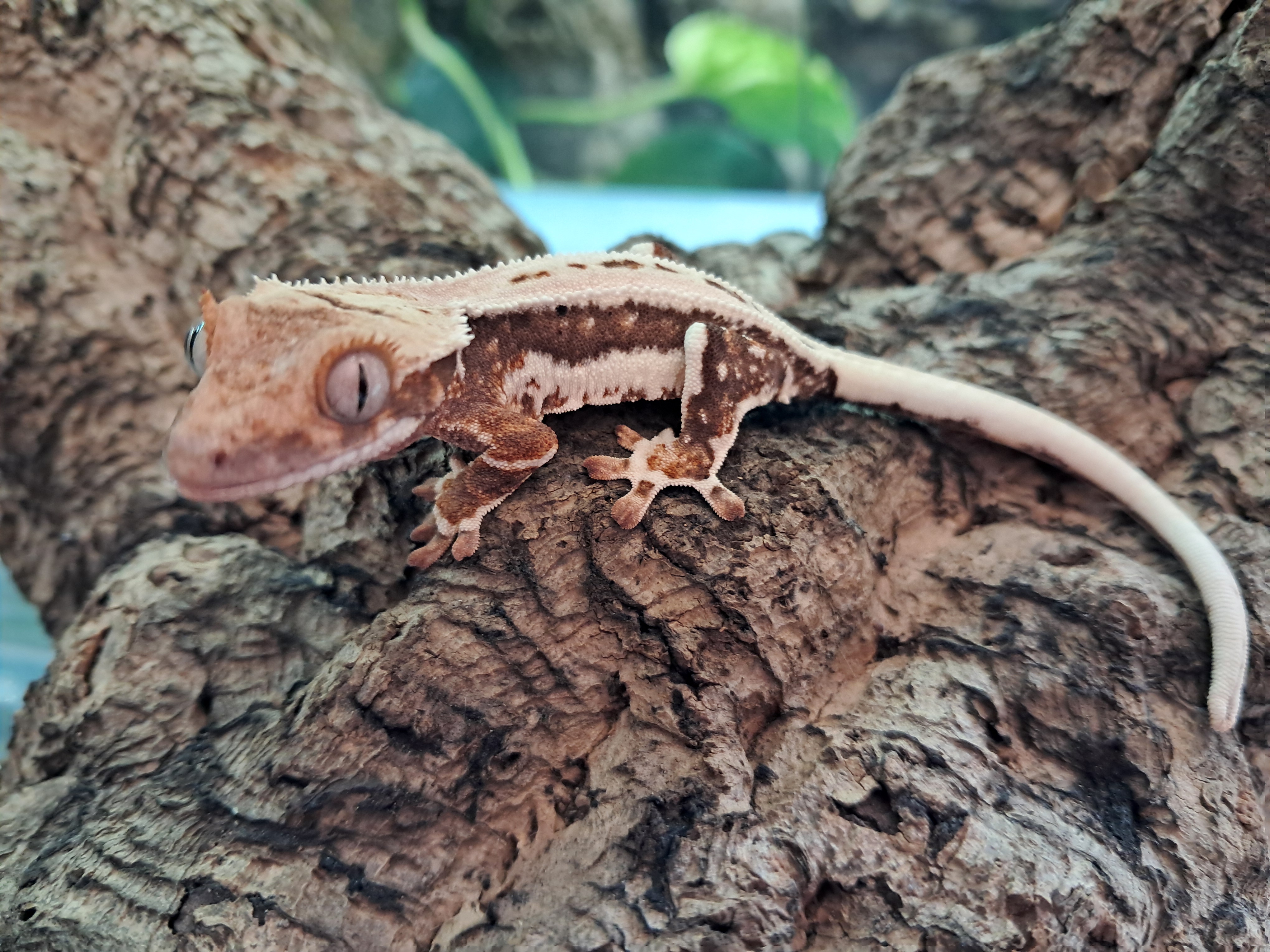 Image of Crested Gecko 3