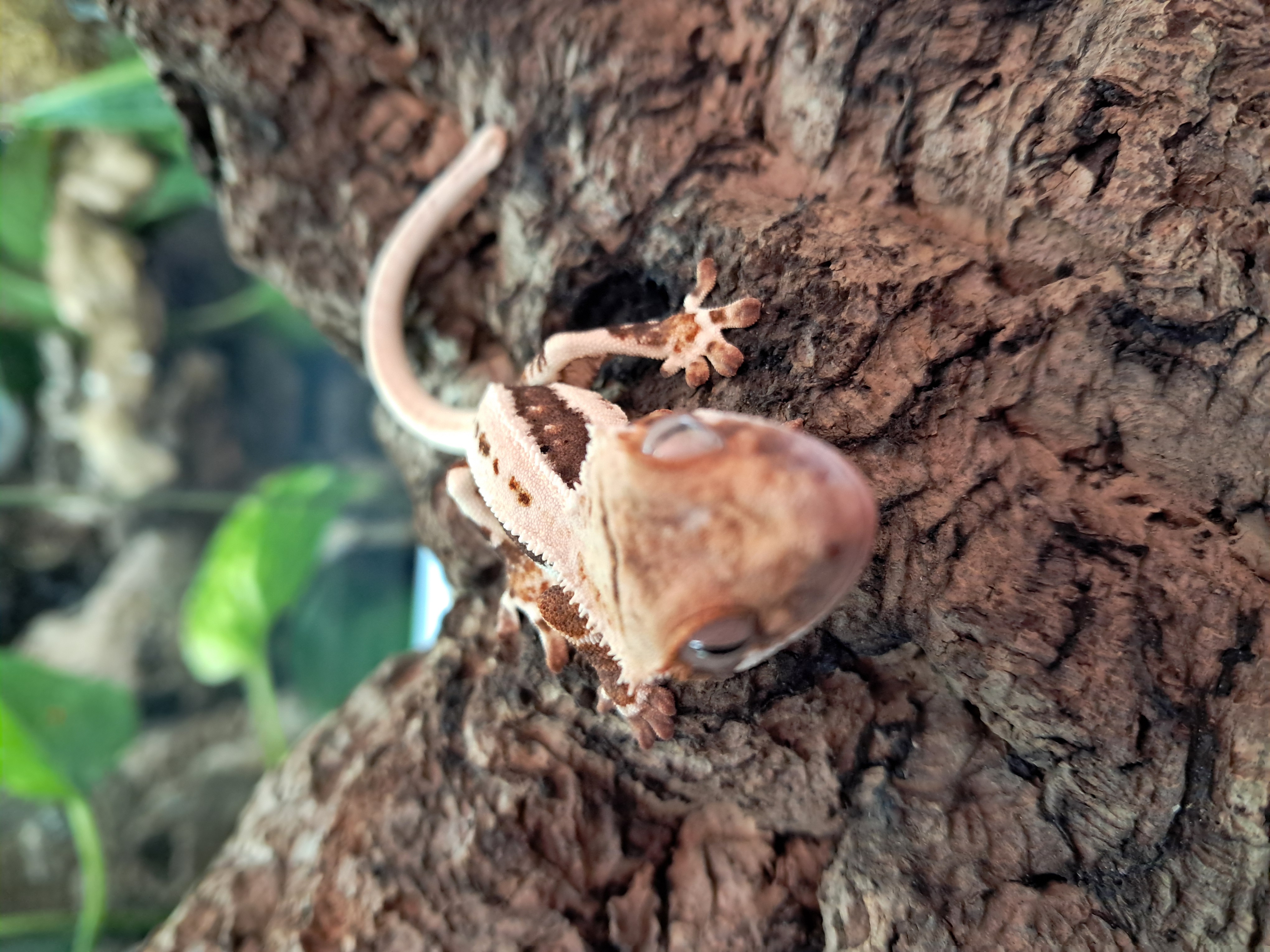 Image of Crested Gecko 4