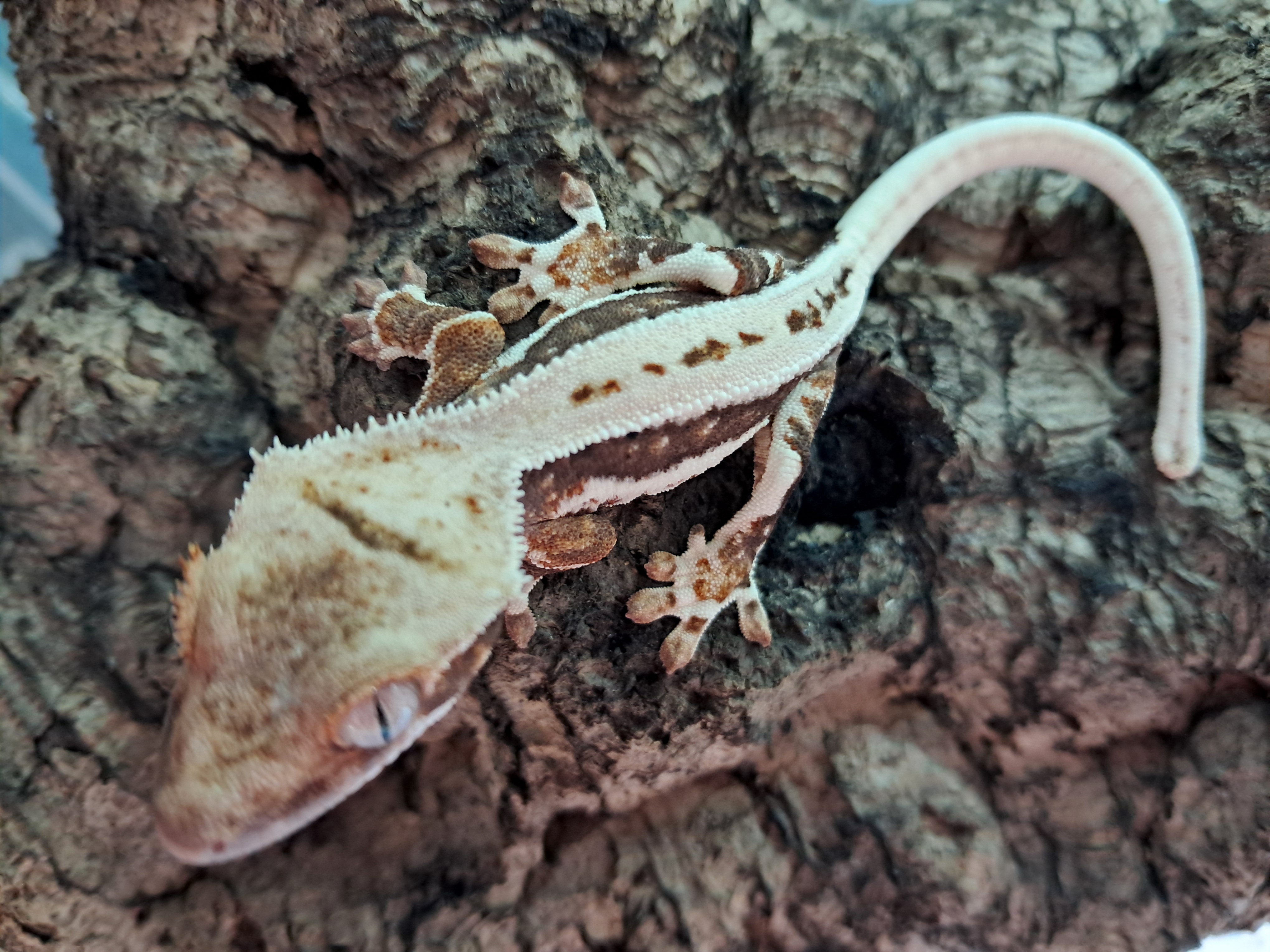 Crested Gecko Crested Gecko