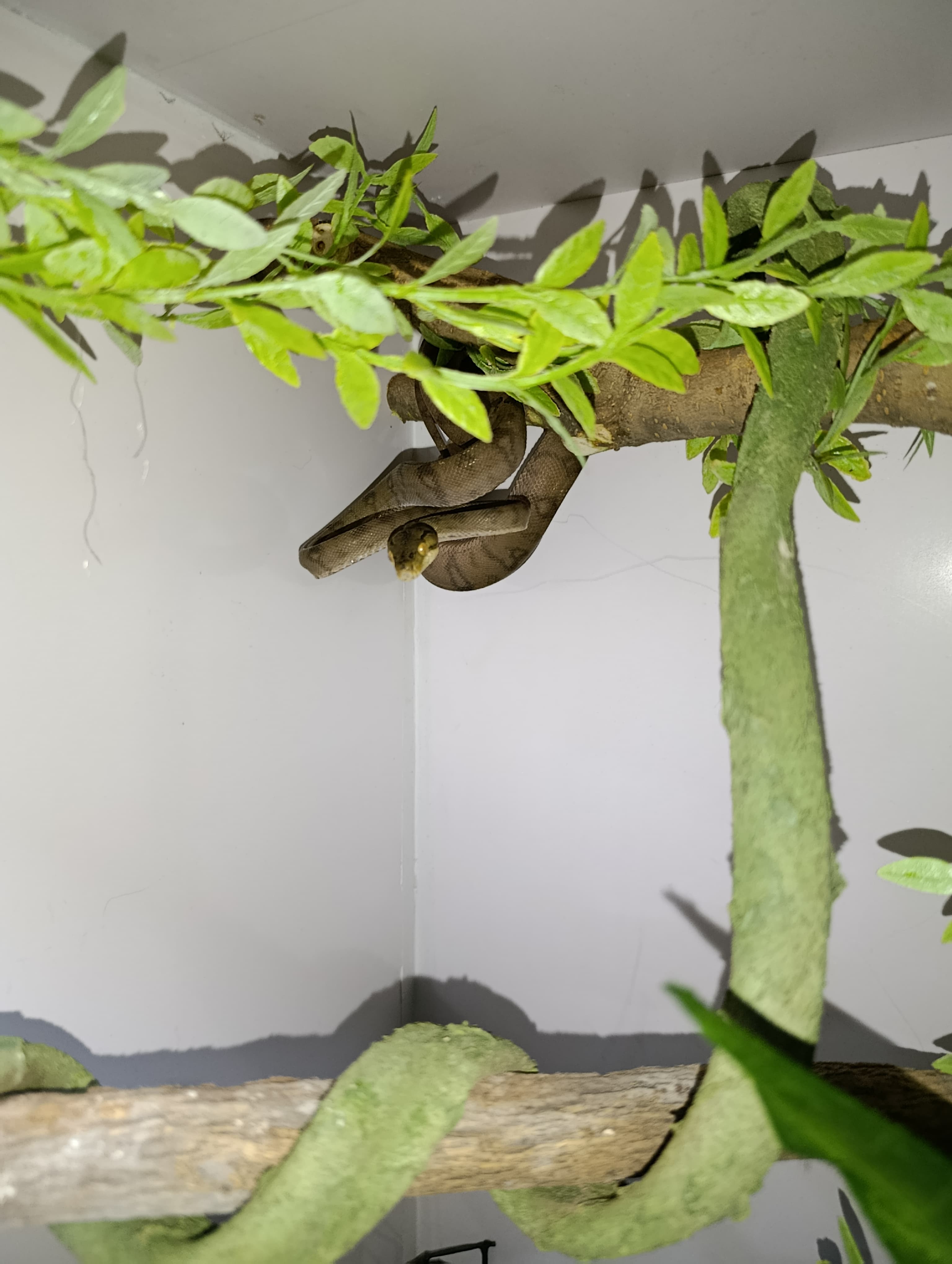 Image of S & T's Exotics 1