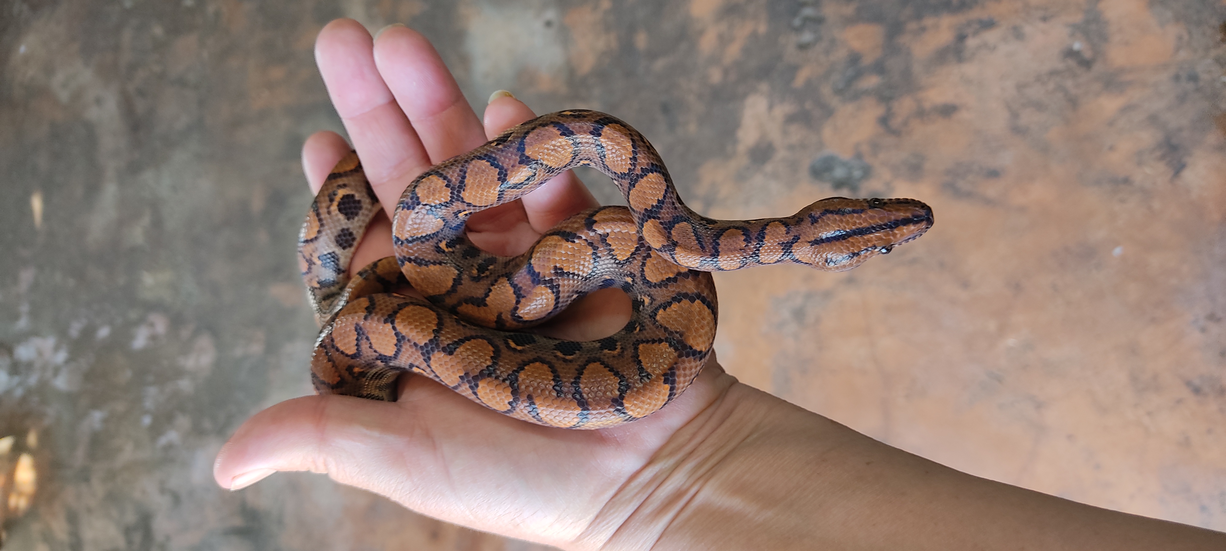 Image of S & T's Exotics 5