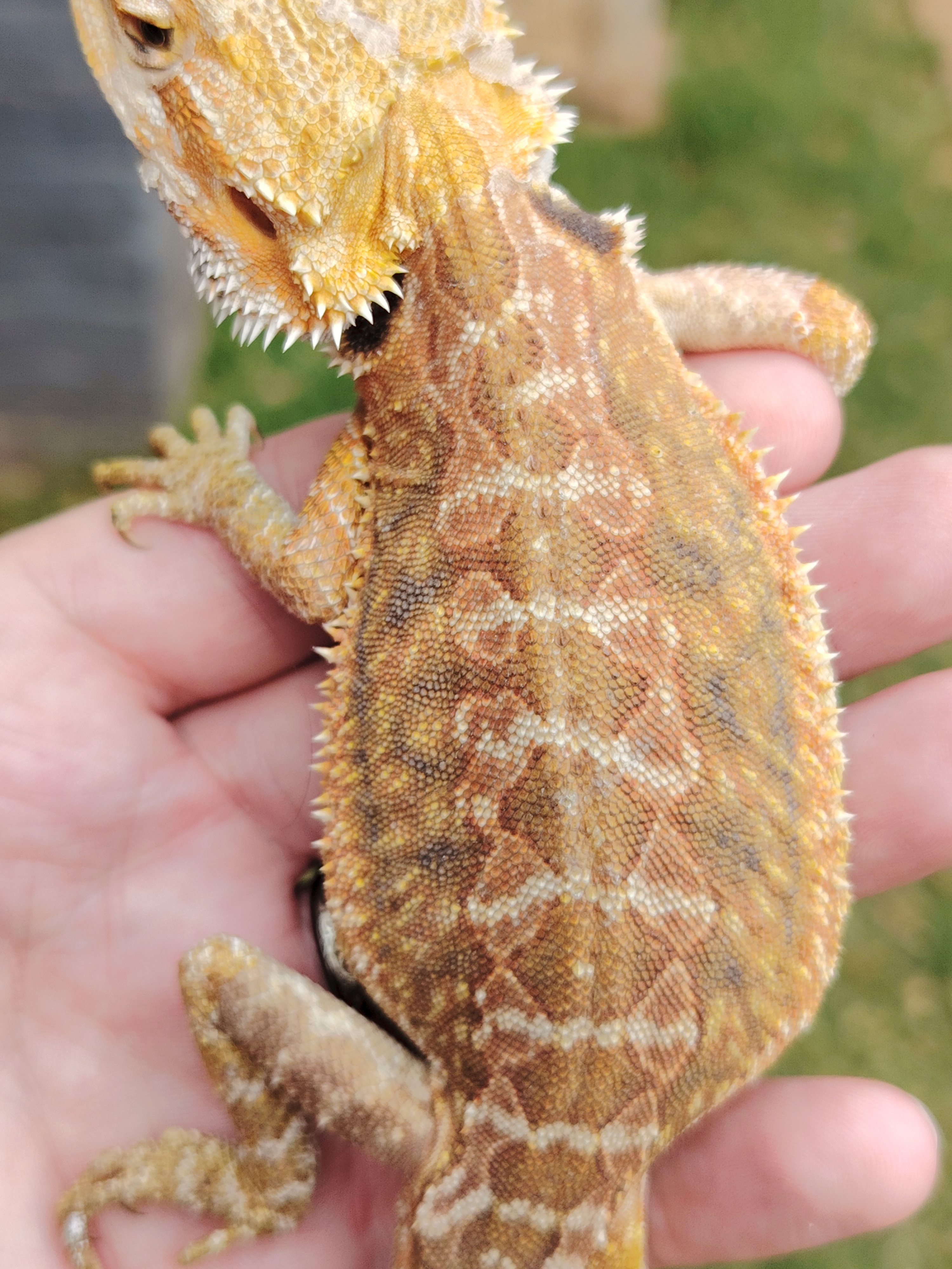 Image of Male bearded dragon 1
