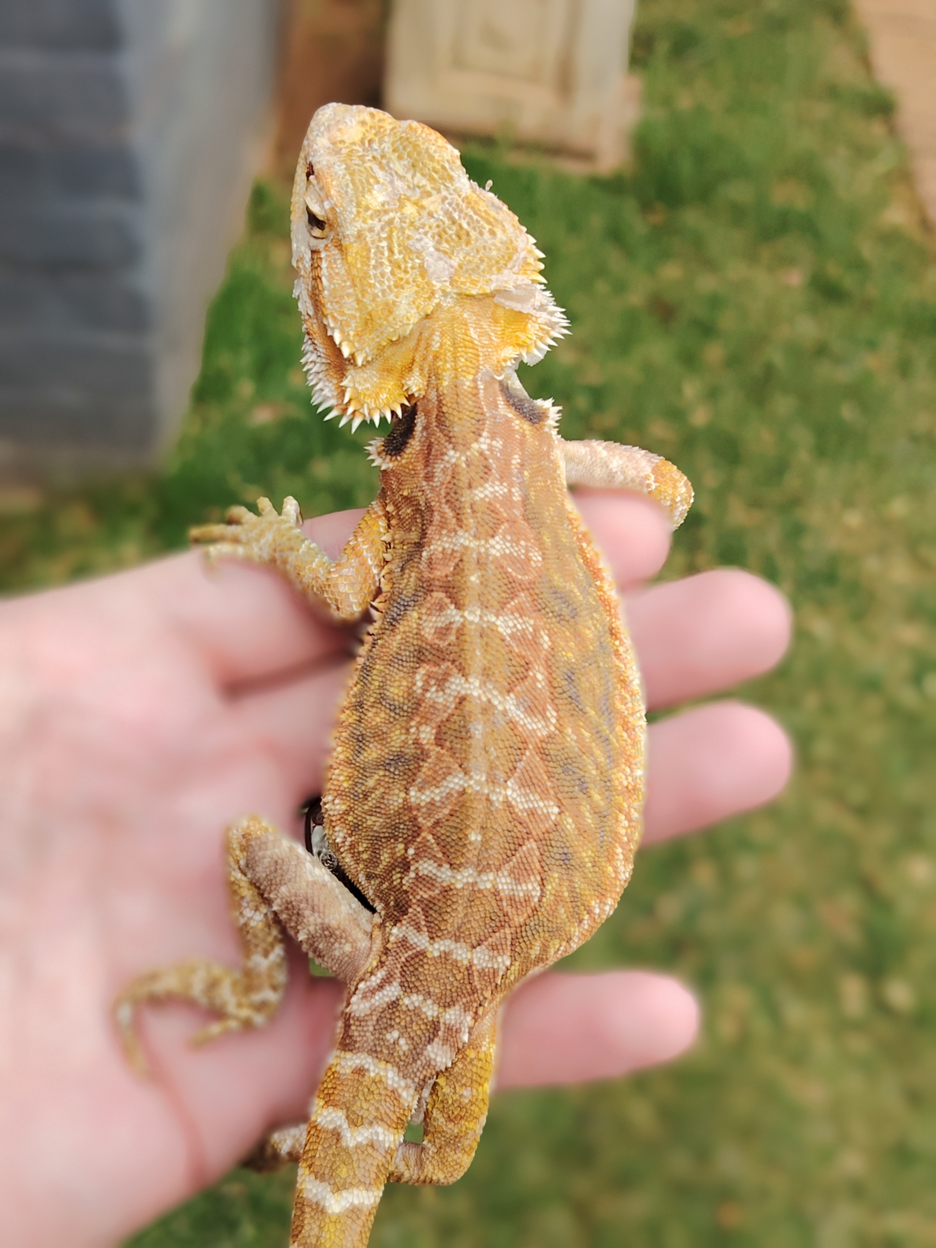 Image of Male bearded dragon 2