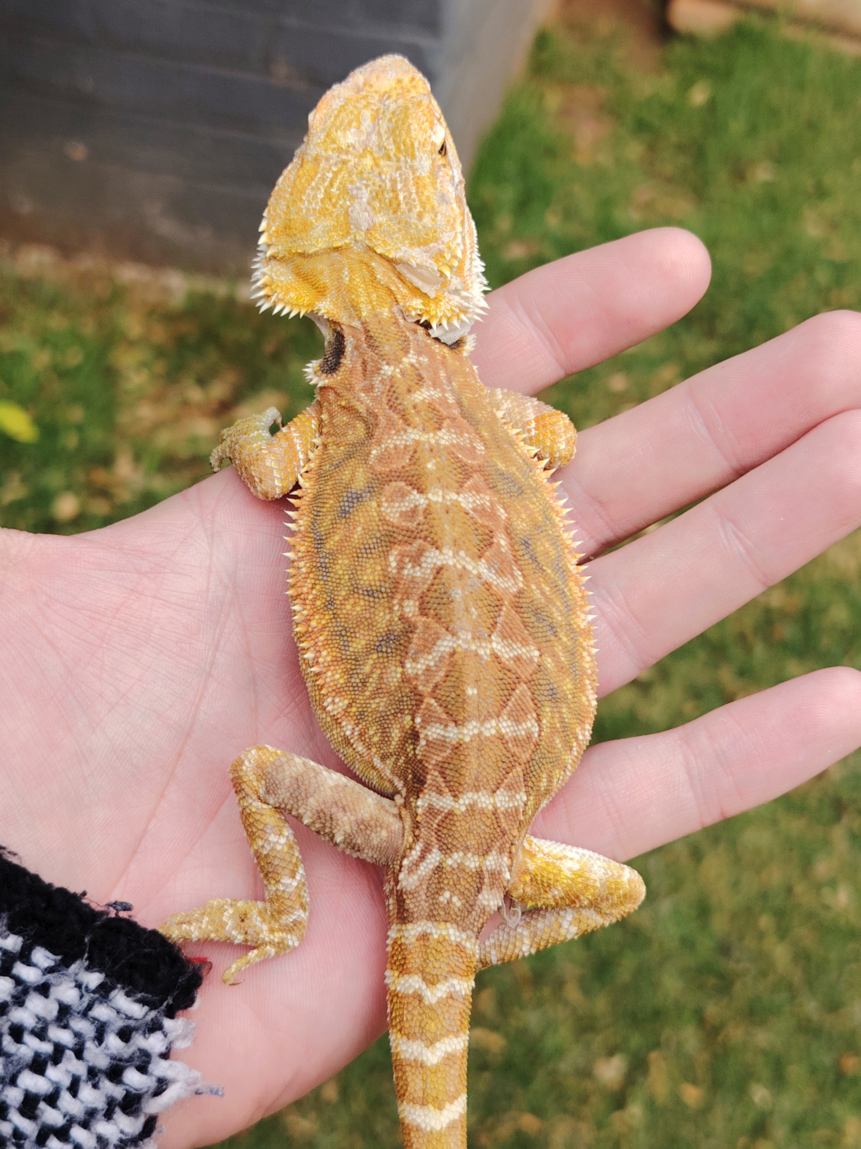 Bearded Dragon Male bearded dragon