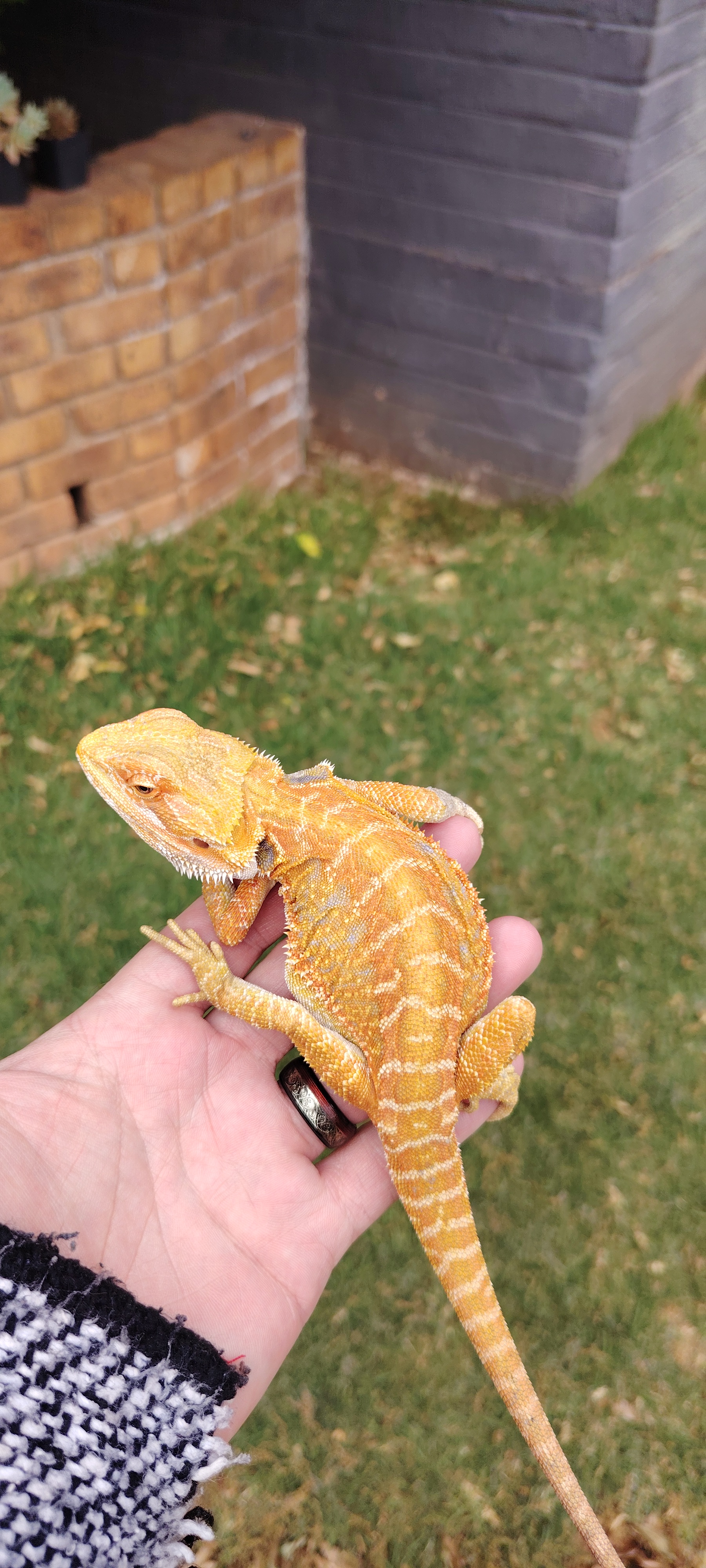 Image of Male bearded dragon 1