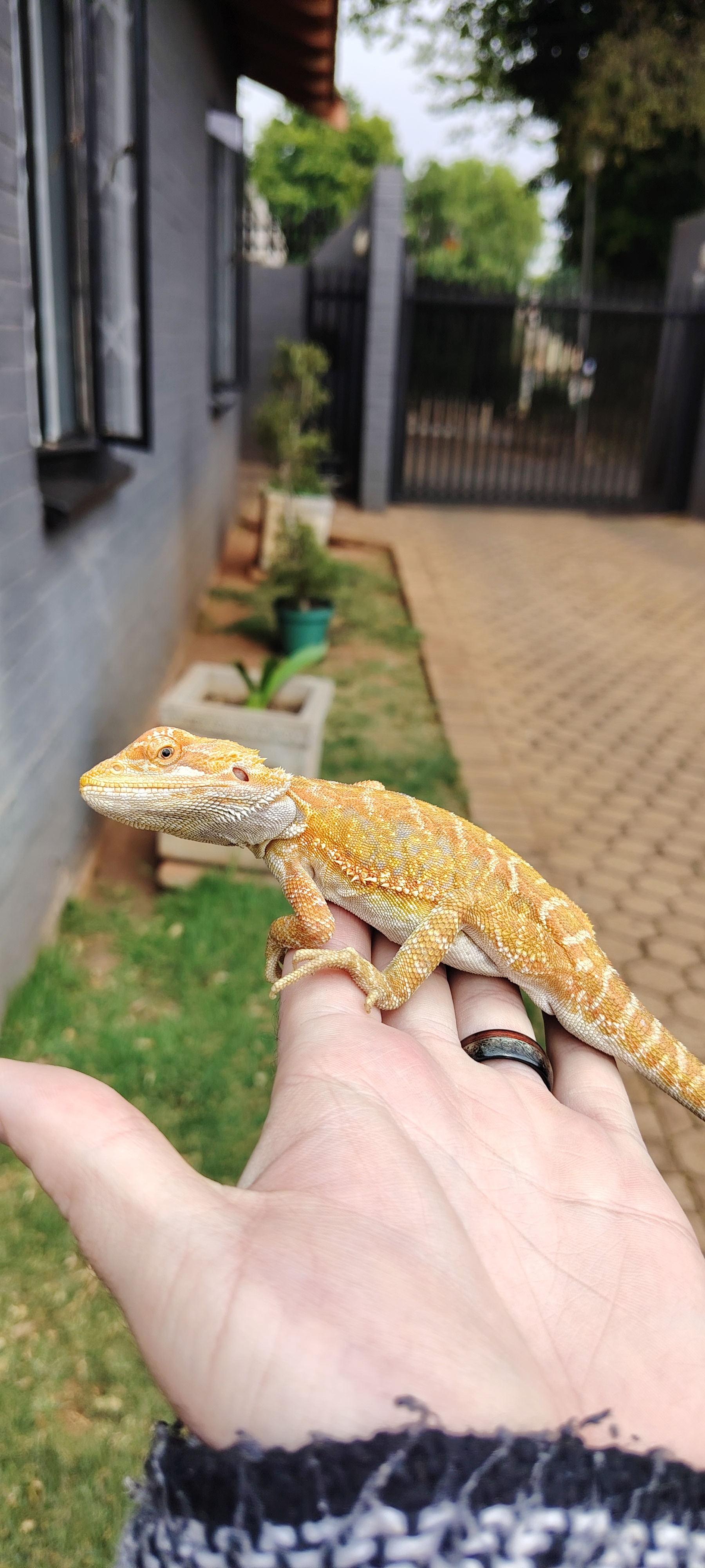 Image of Male bearded dragon 2