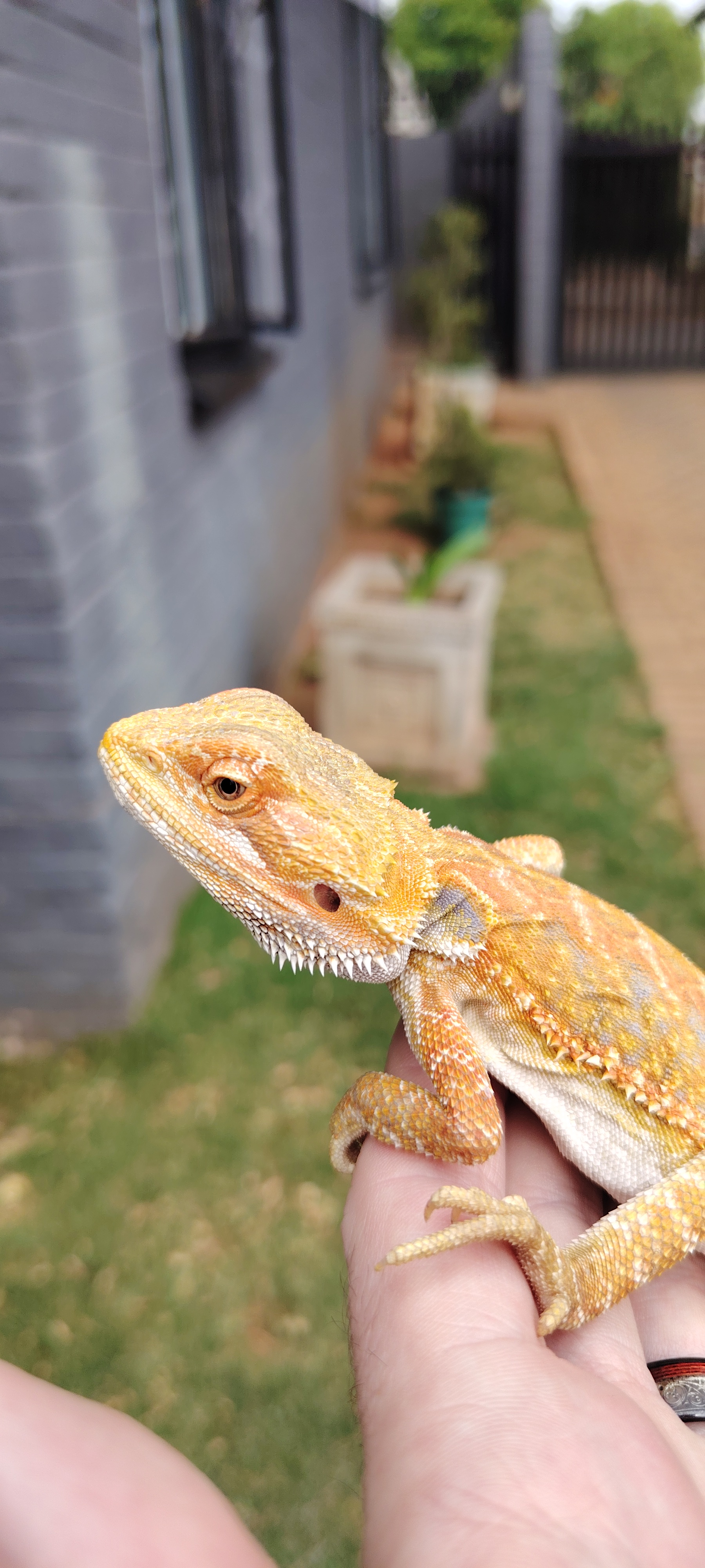 Image of Male bearded dragon 3