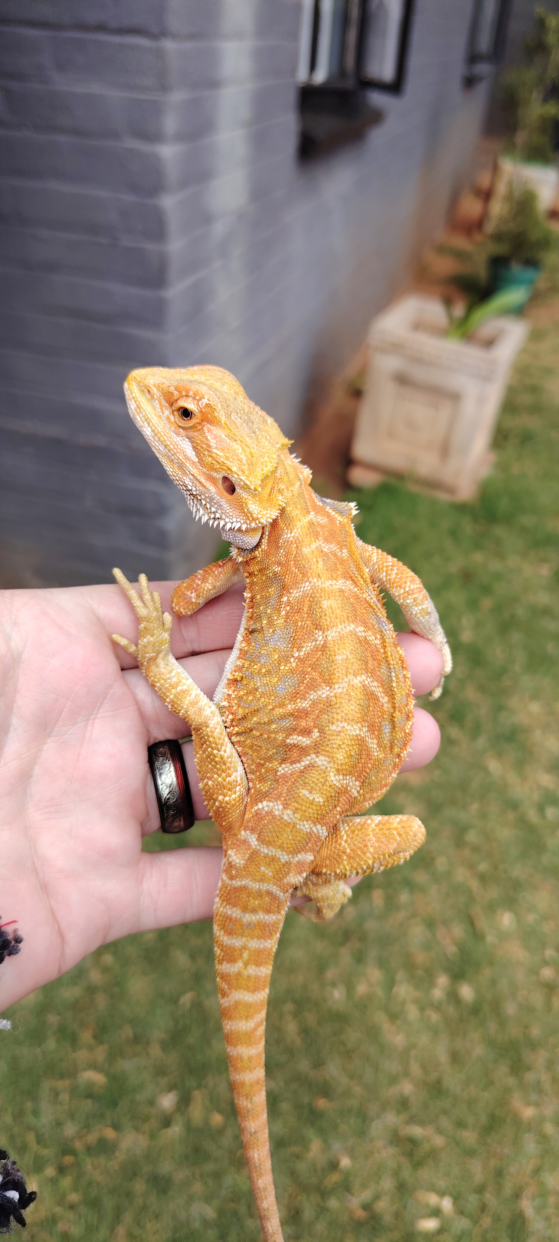 Bearded Dragon Male bearded dragon