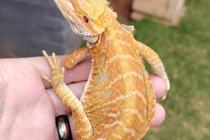 Male bearded dragon