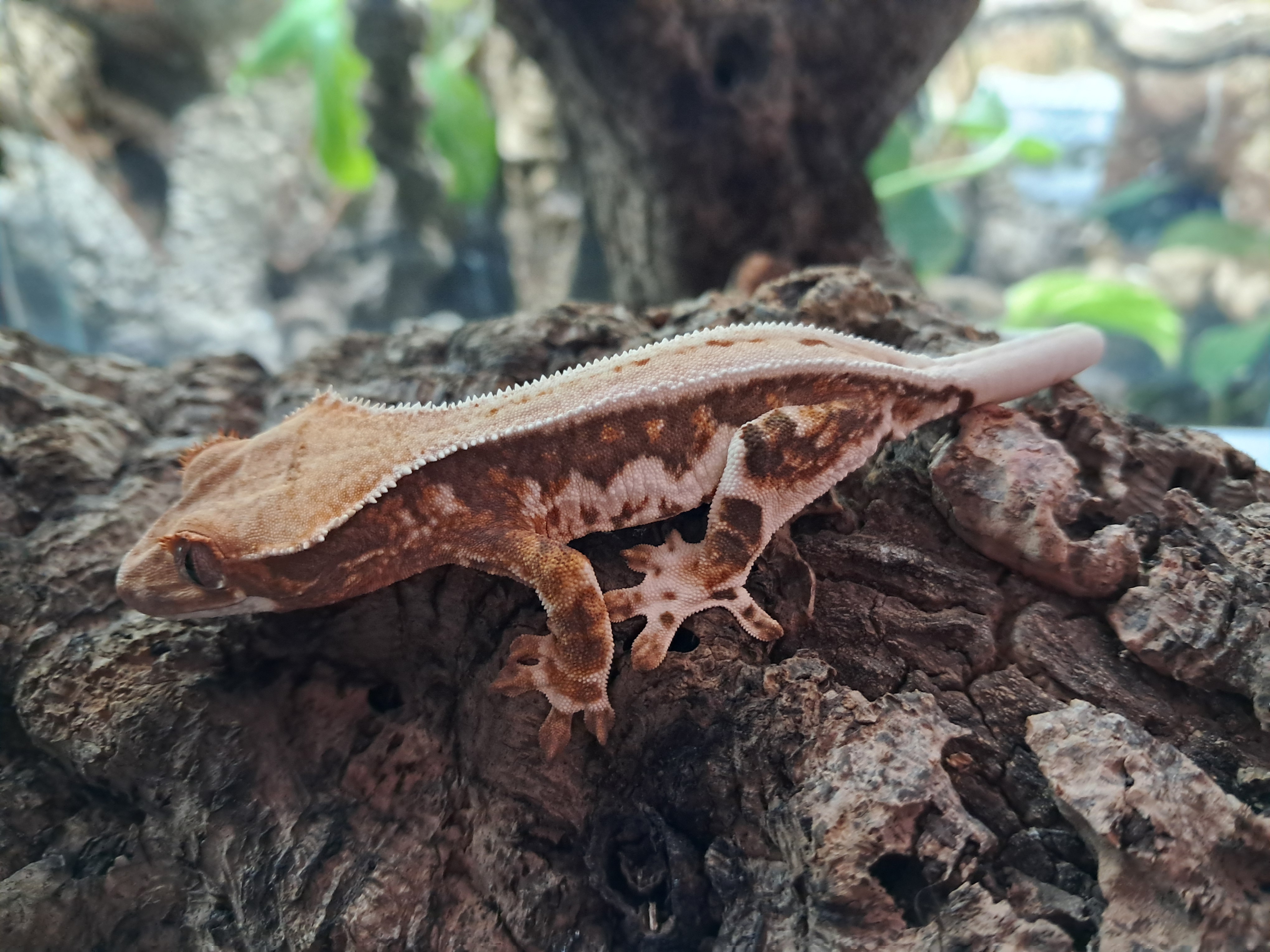 Crested Gecko Crested gecko