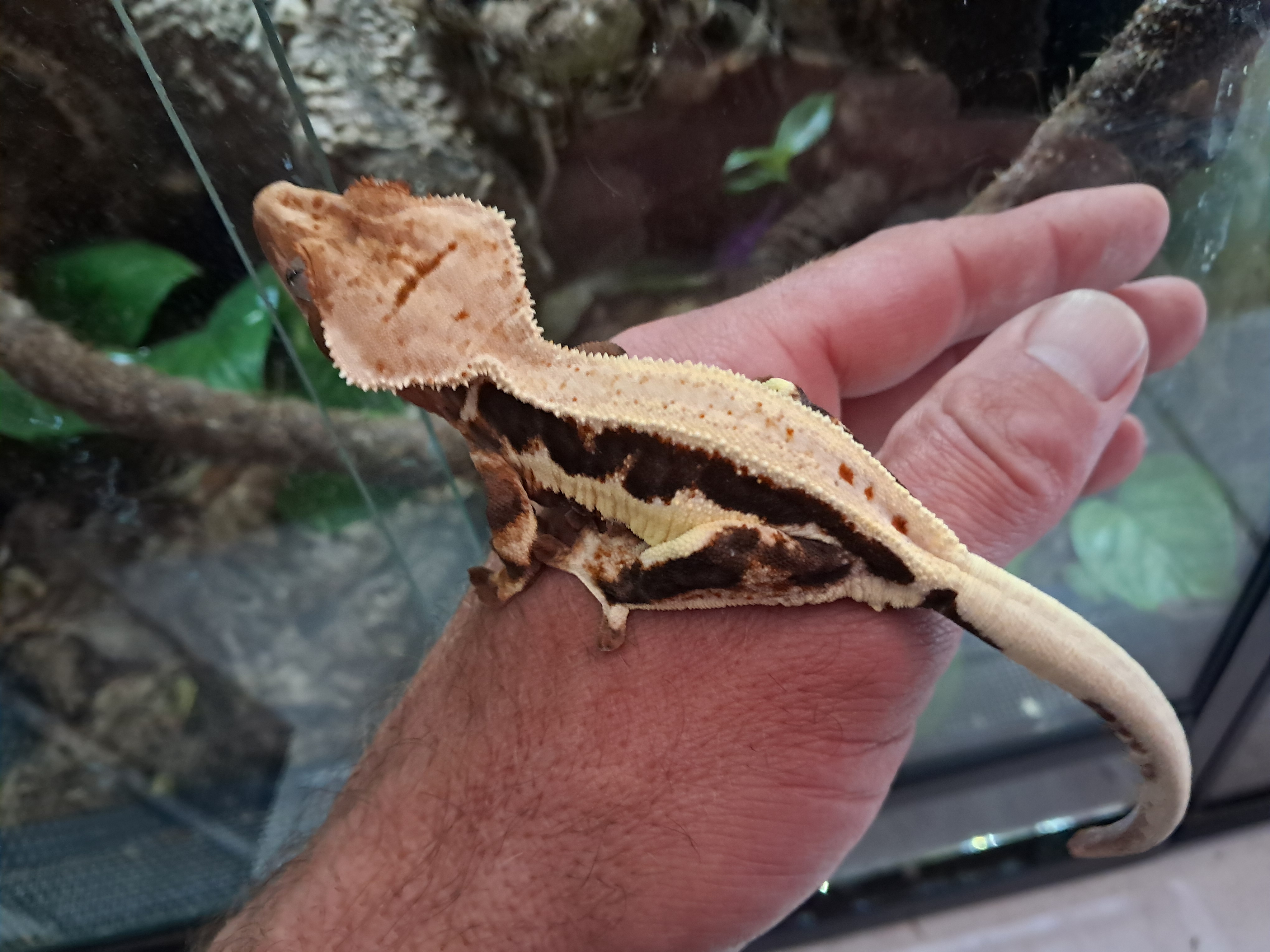 Crested Gecko Crested Gecko