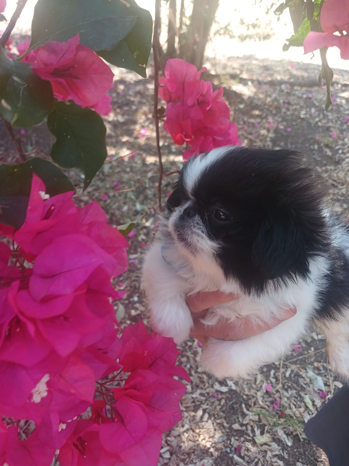 Dog Pekingese