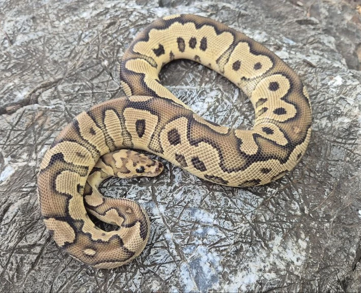 Ball Python Fire Clown