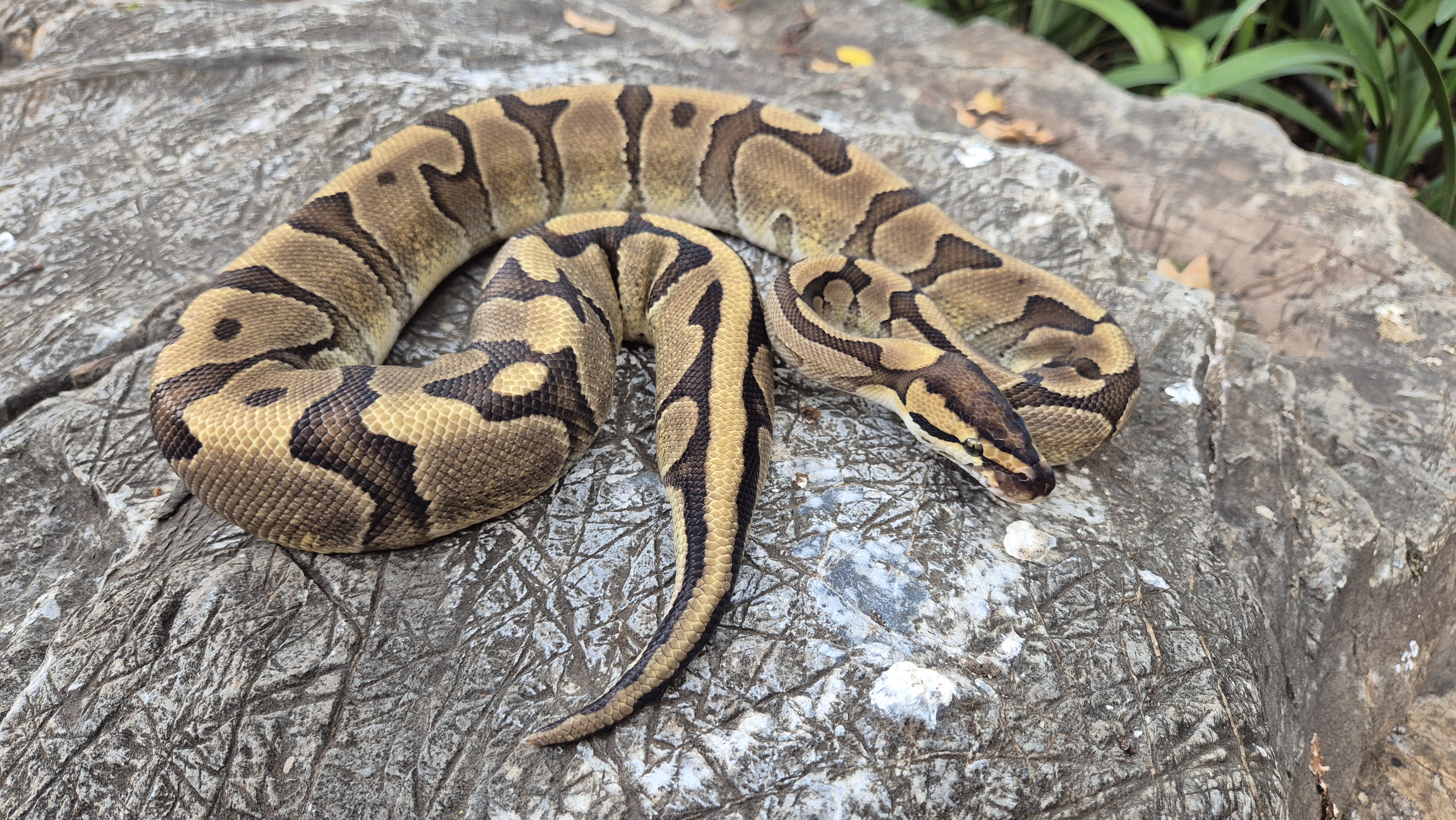 Ball Python Enchi Red Stripe
