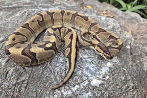 Enchi Red Stripe