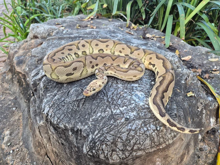 Ball Python Pastel Clown