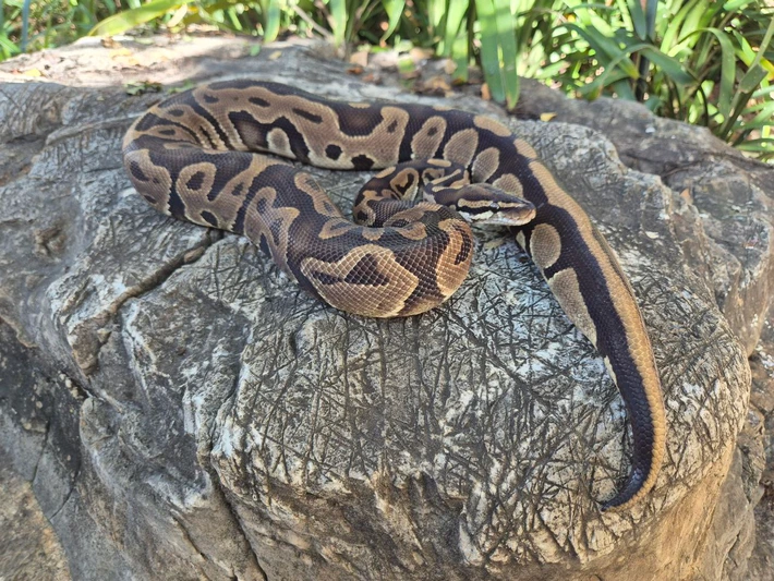 Ball Python Leopard