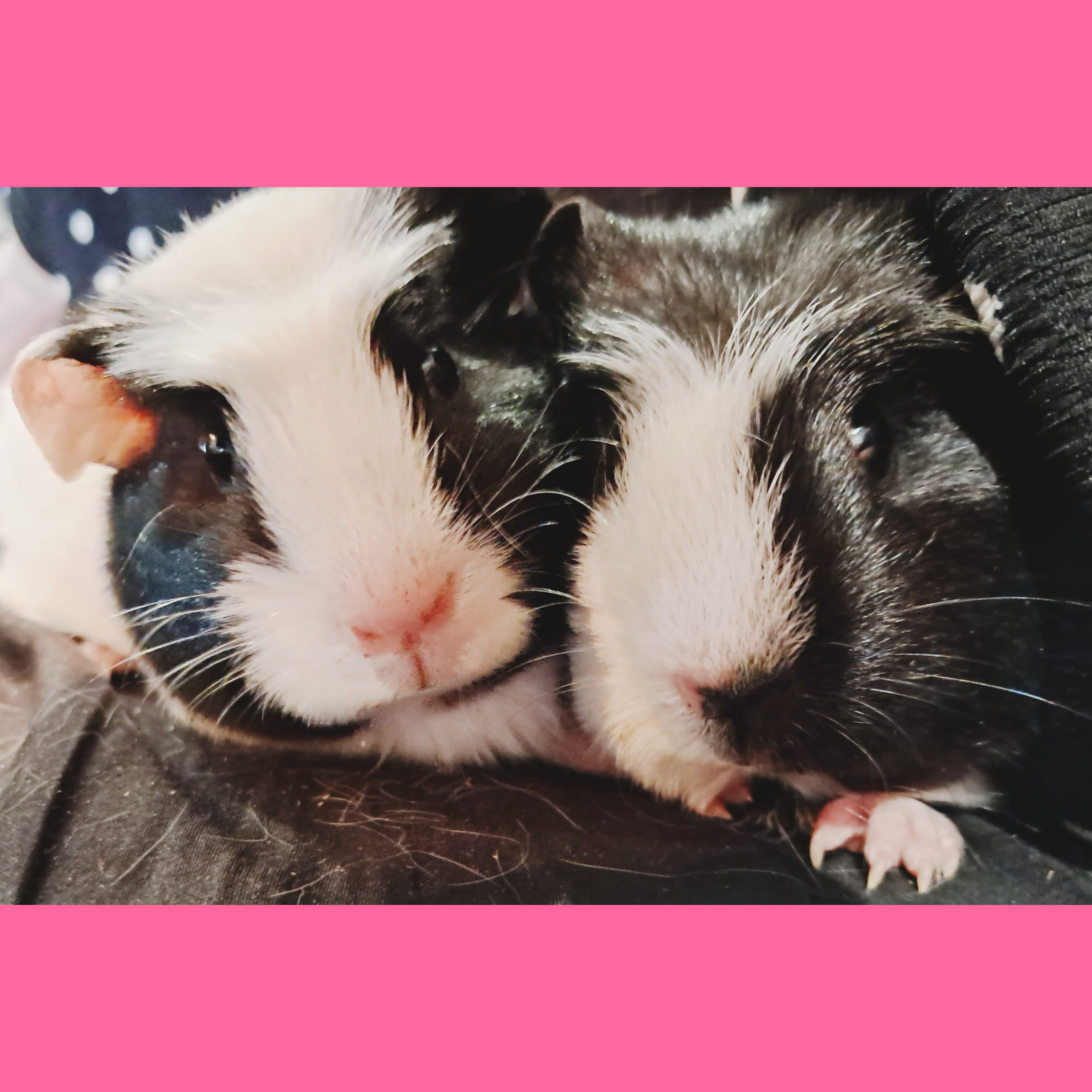 Image of Kits and Kittens 101 2