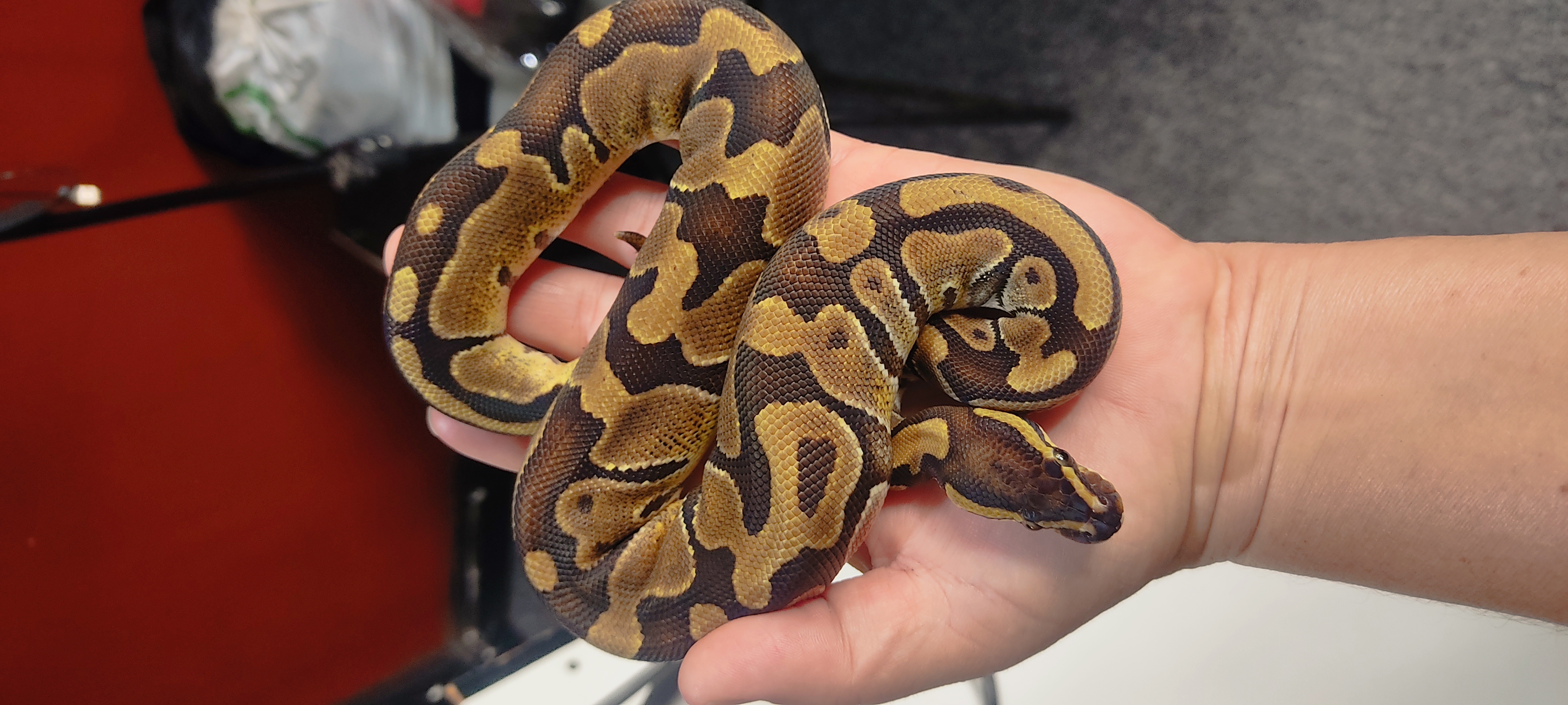 Ball Python Enchi 100% het pied 100% het Axanthic