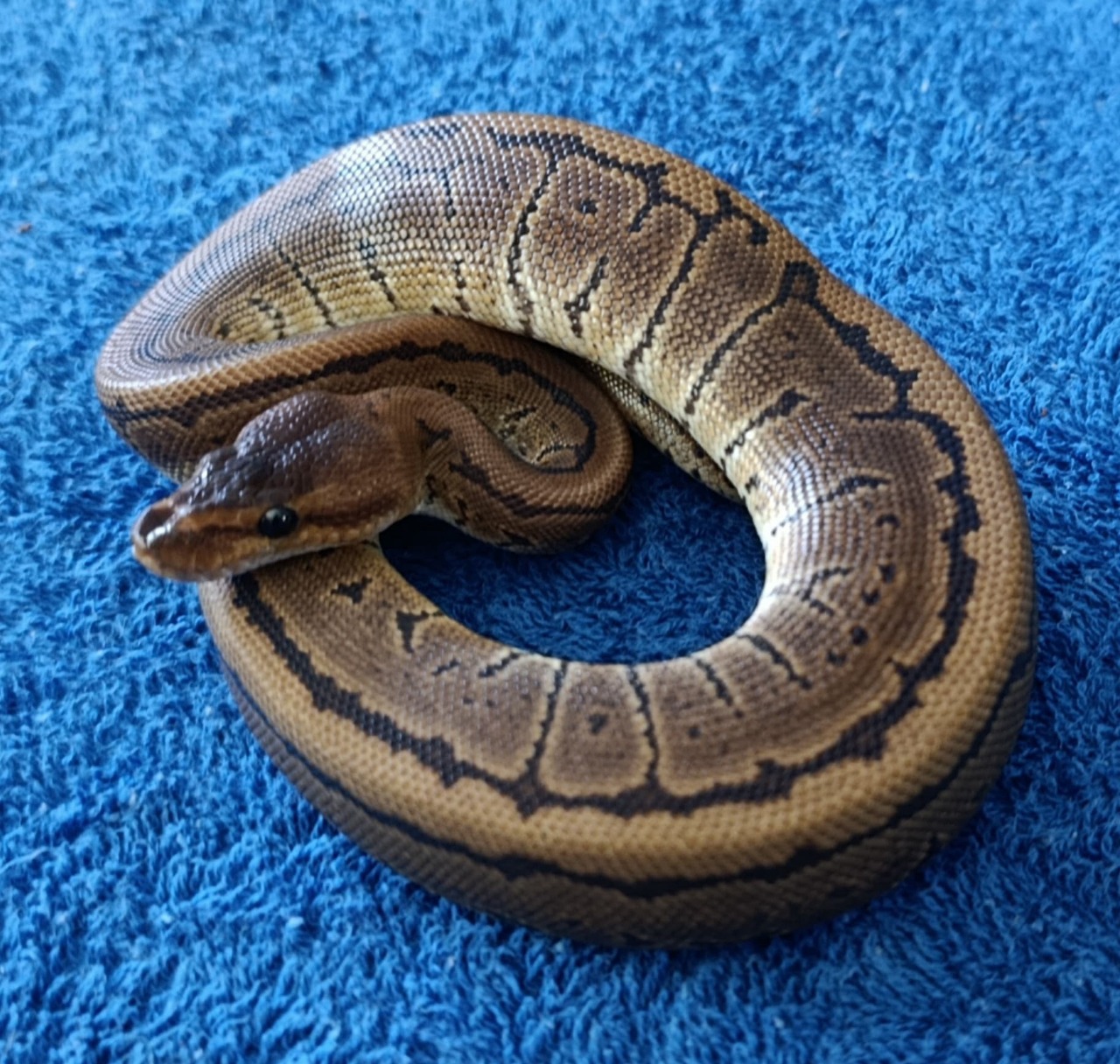 Ball Python Pinstripe 66% het ultramel