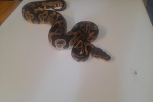 Leopard ball python