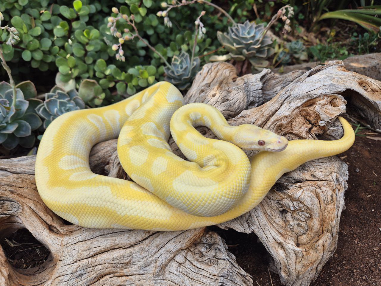 Image of Upscale Reptiles 6