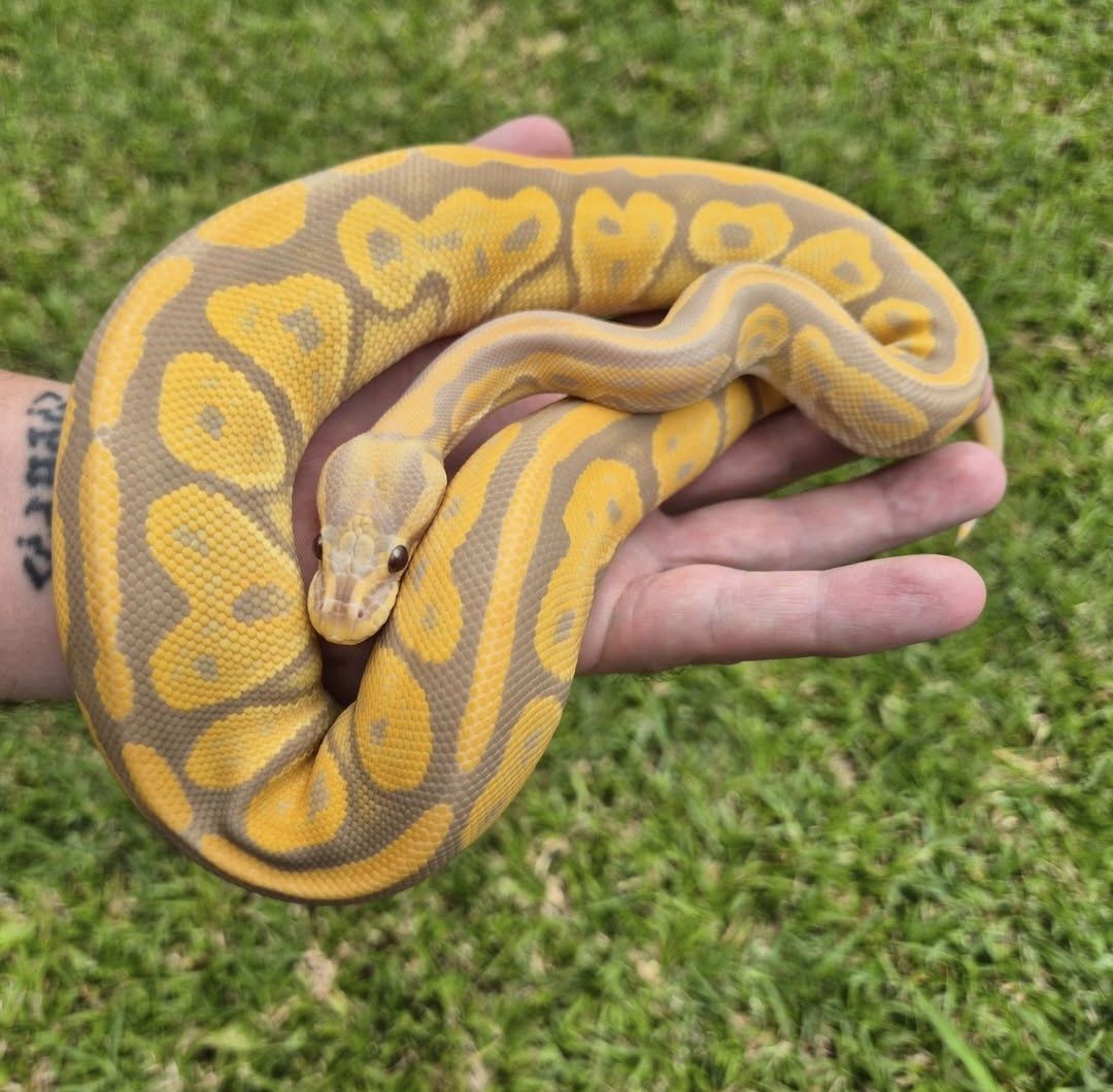 Image of Upscale Reptiles 8