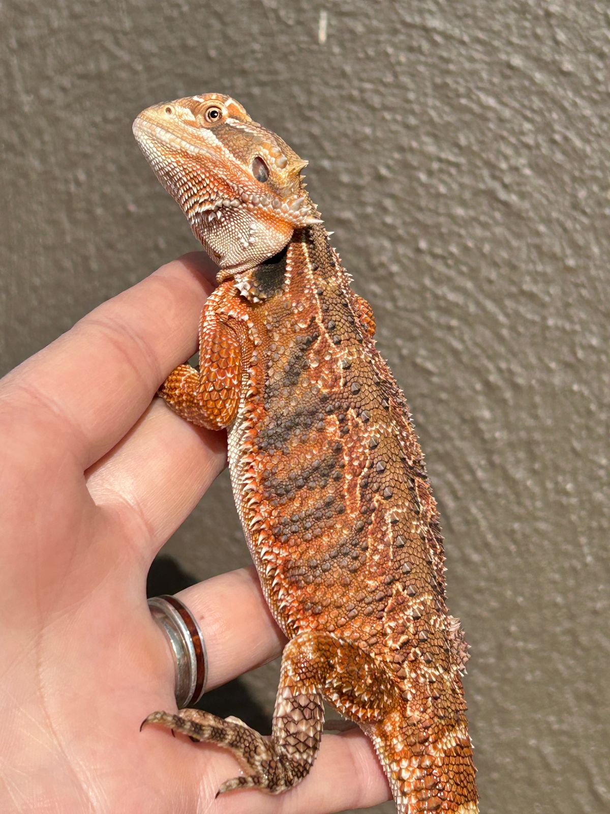 Bearded Dragon Red Tiger Blue Bar Het Hypo Het Translucent