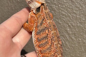 Red Tiger Blue Bar Het Hypo Het Translucent