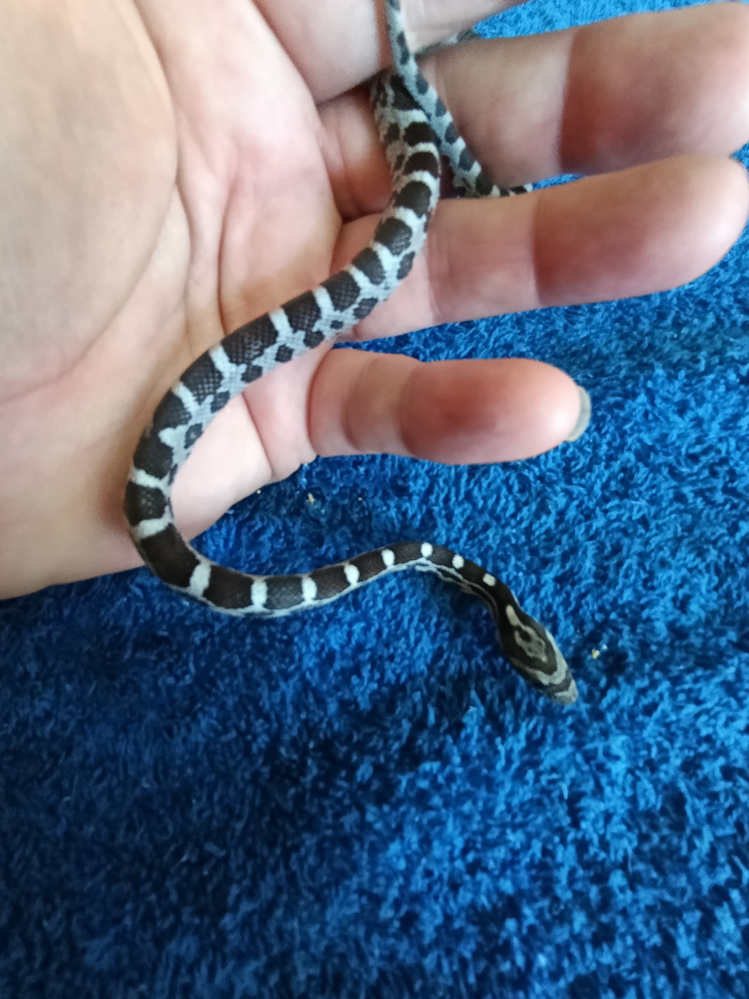 Anery 100% het Stripe pos het albino pos het Anery corn snake photo 1