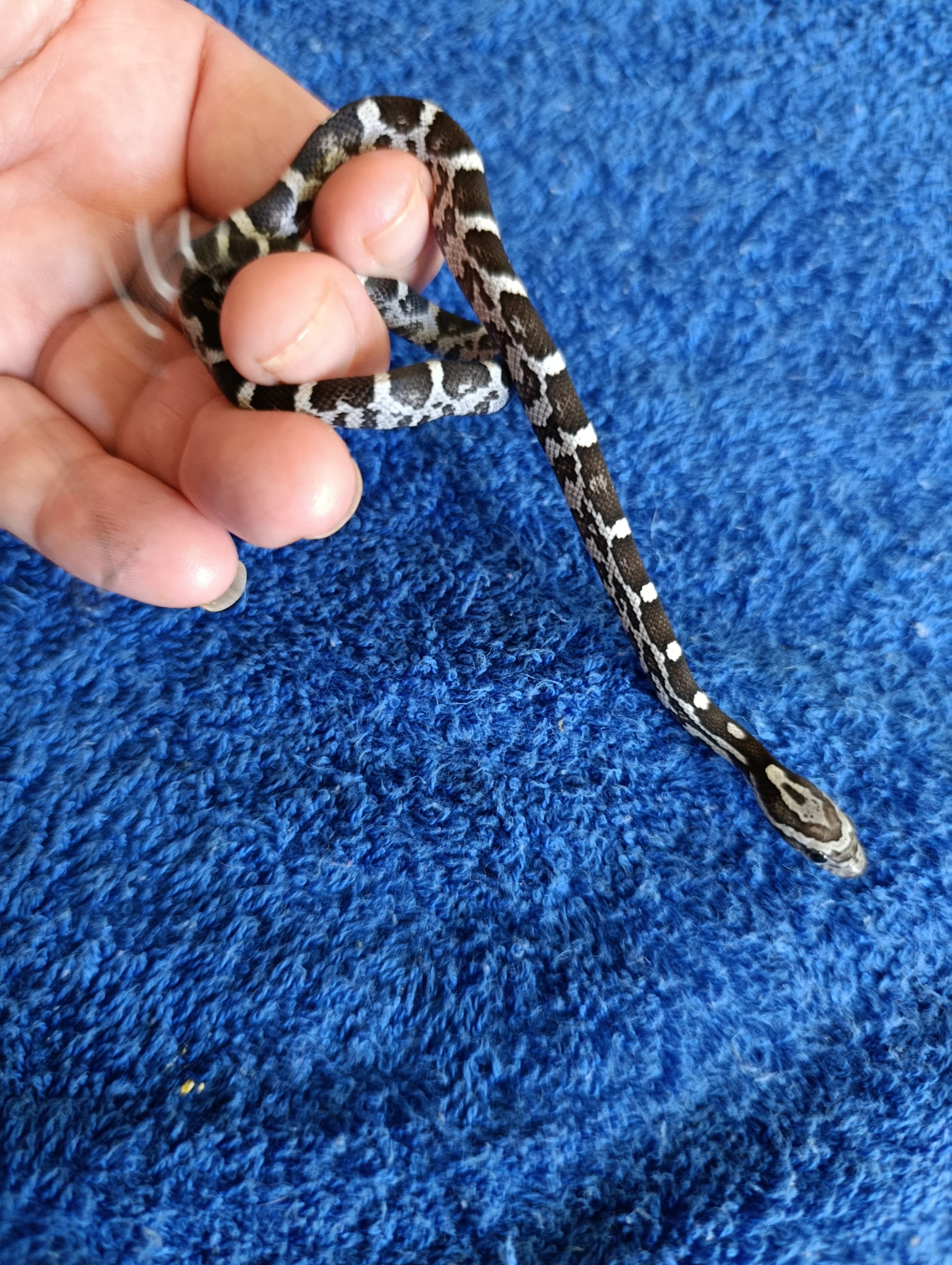 Anery 100% het Stripe pos het albino pos het Anery corn snake photo 2