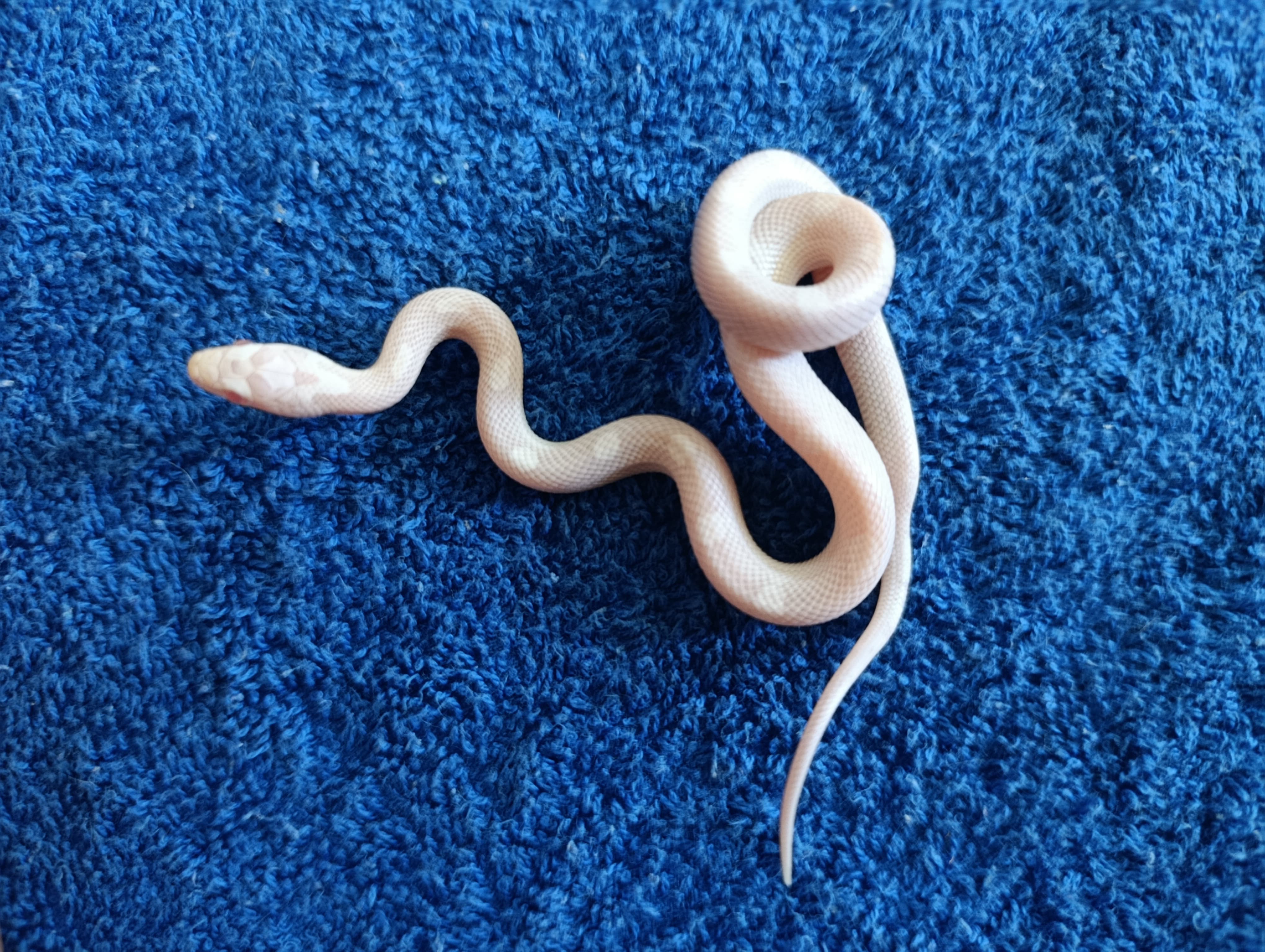 Corn Snake Snow hurricane motley corn snake