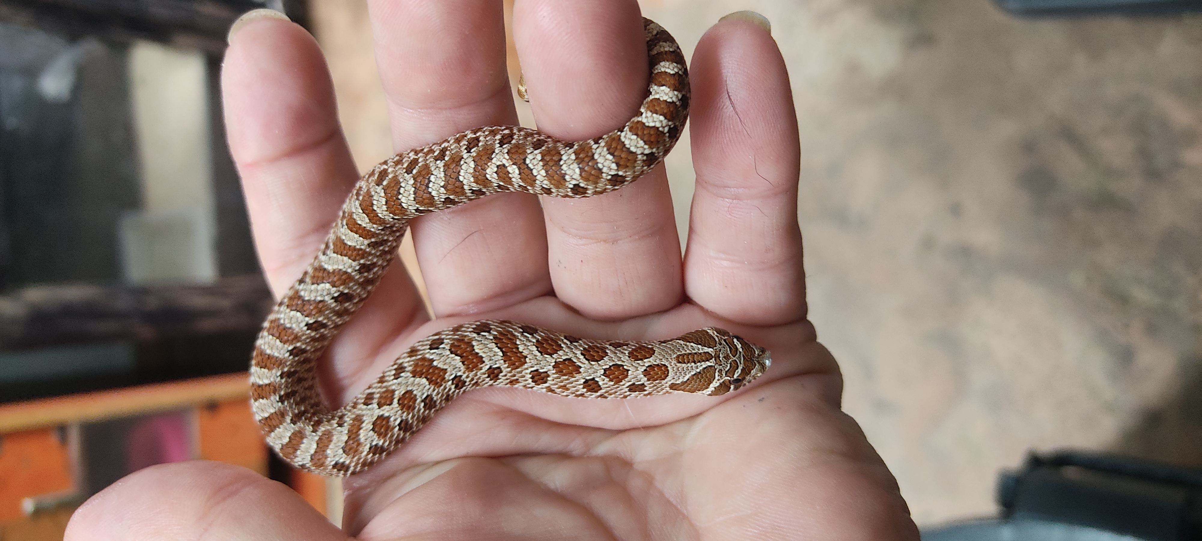 Western Hognose Citrus 100% het Albino hognose