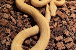 White Albino Sunfire Tiger 100% het Genetic Stripe 50% het Titanium Reticulated python