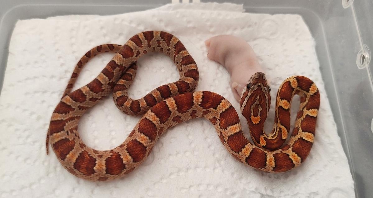Corn Snake Normal Het Palmetto, Caramel