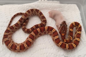 Normal Het Palmetto, Caramel