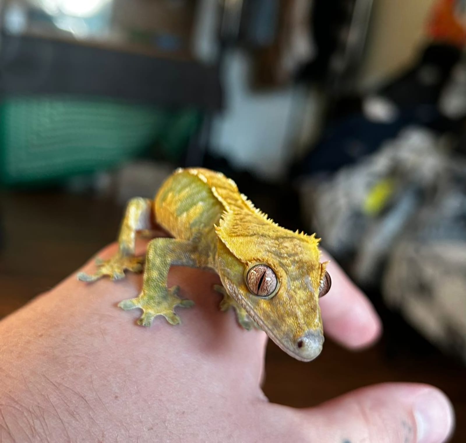 ProHerp Exotics cover